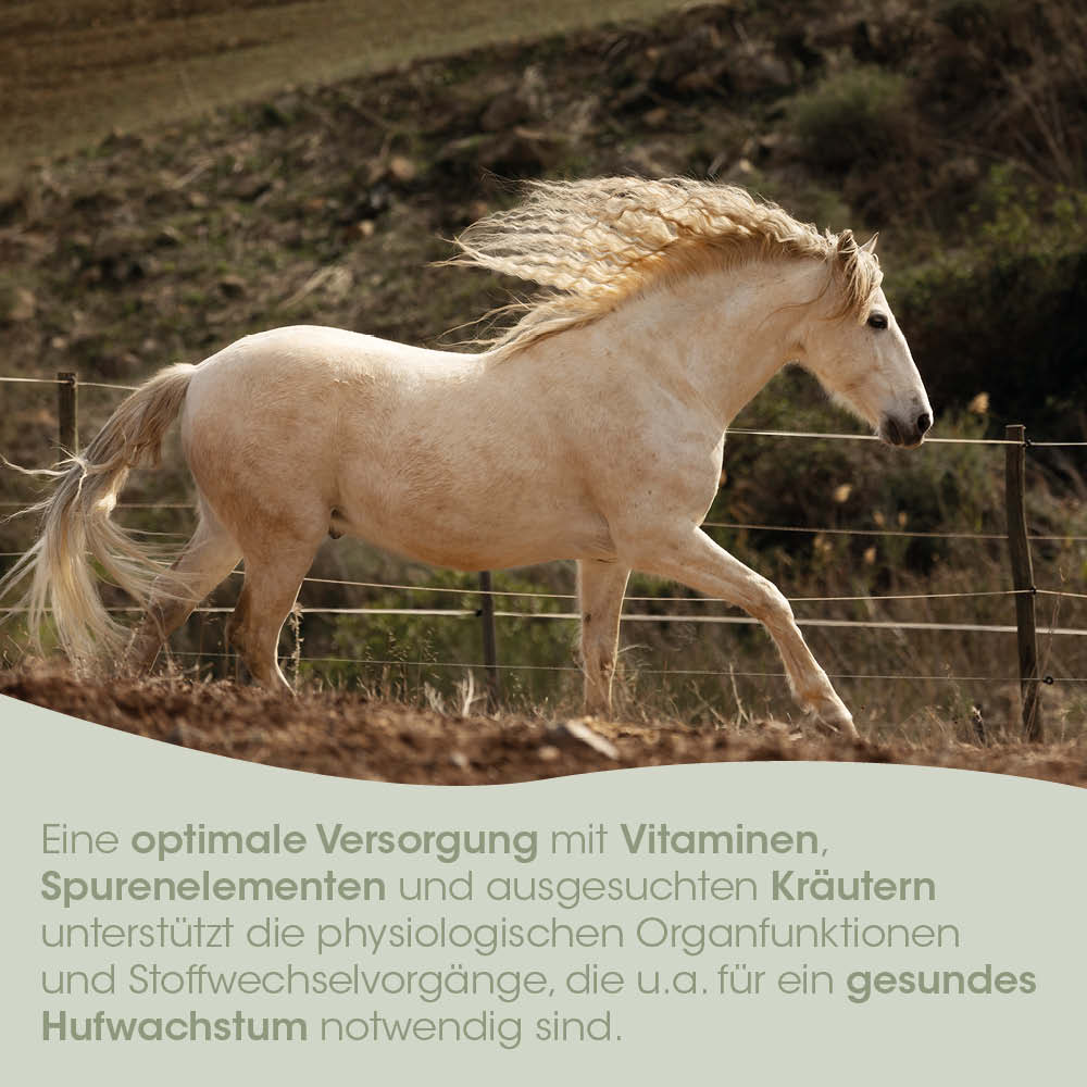 Pferd, Pferdebild, Palomino, Wallach, Hengst?