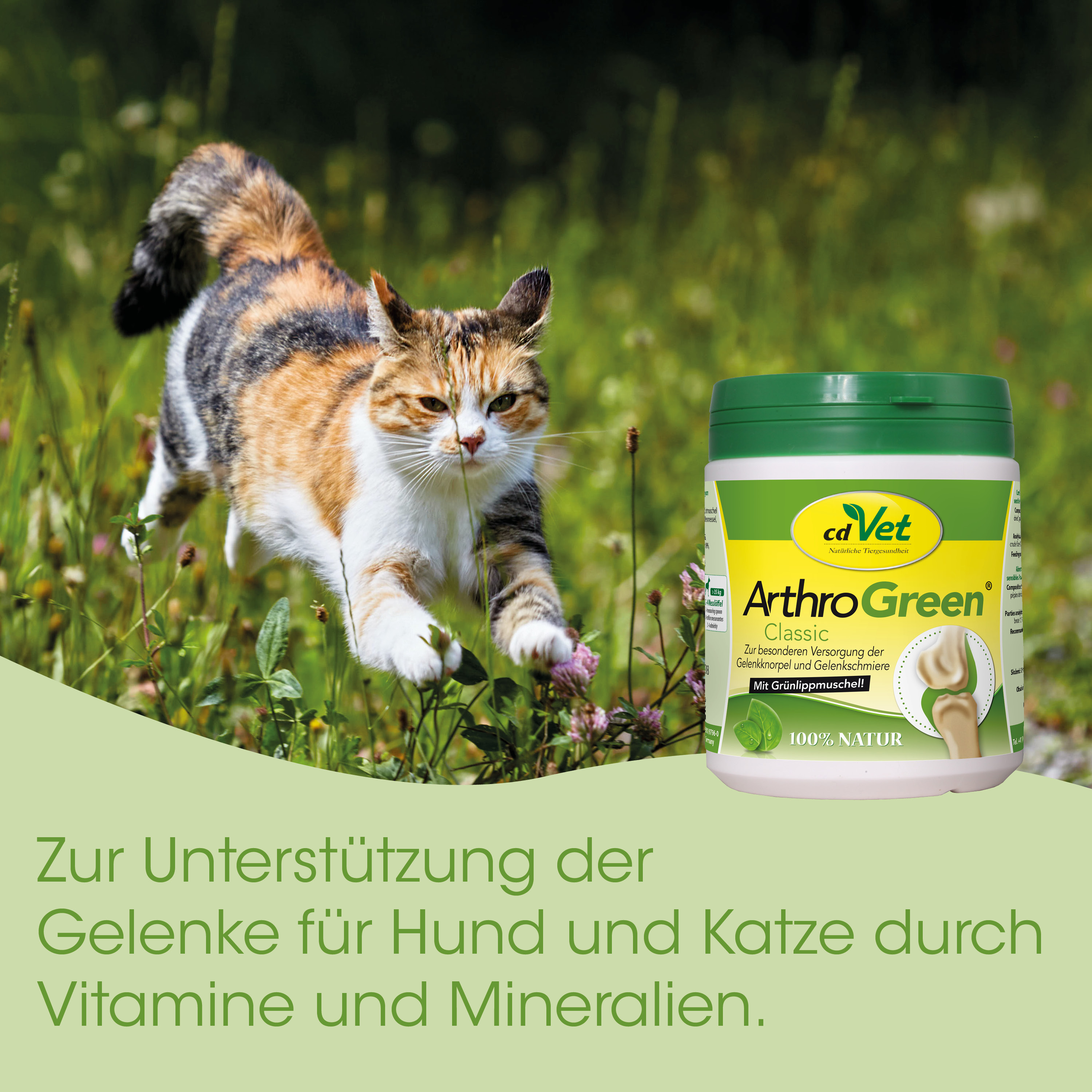 Katze, Tiernahrungsergänzung, Gelenkunterstützung, Tierarzt-Nahrungsergänzung, ArthroGreen