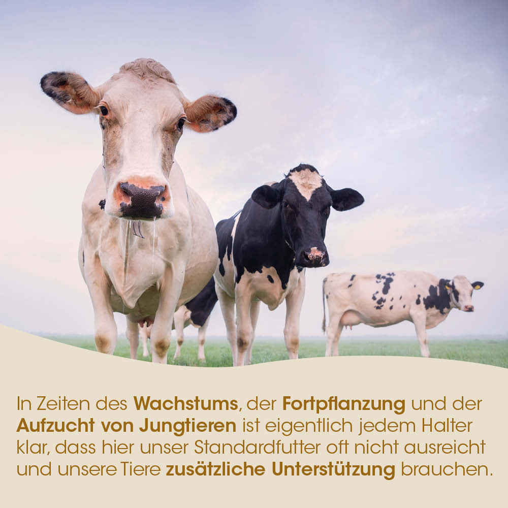 Kuh, Kuhherde, Rinder, Weide, Kühe