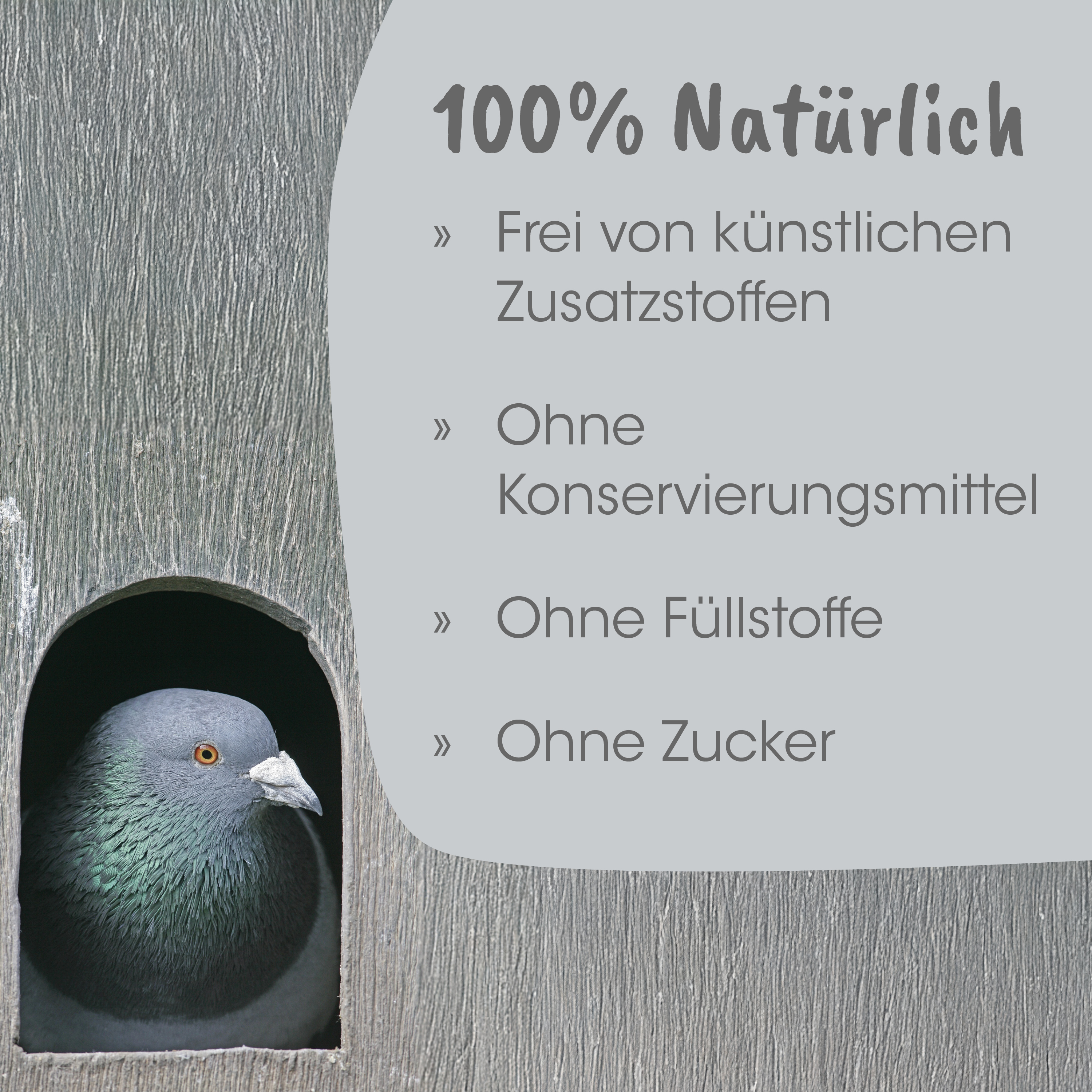 Taubenkäfig, Irisgrau, Holzoberfläche, Vogel im Eingang, Naturfarben