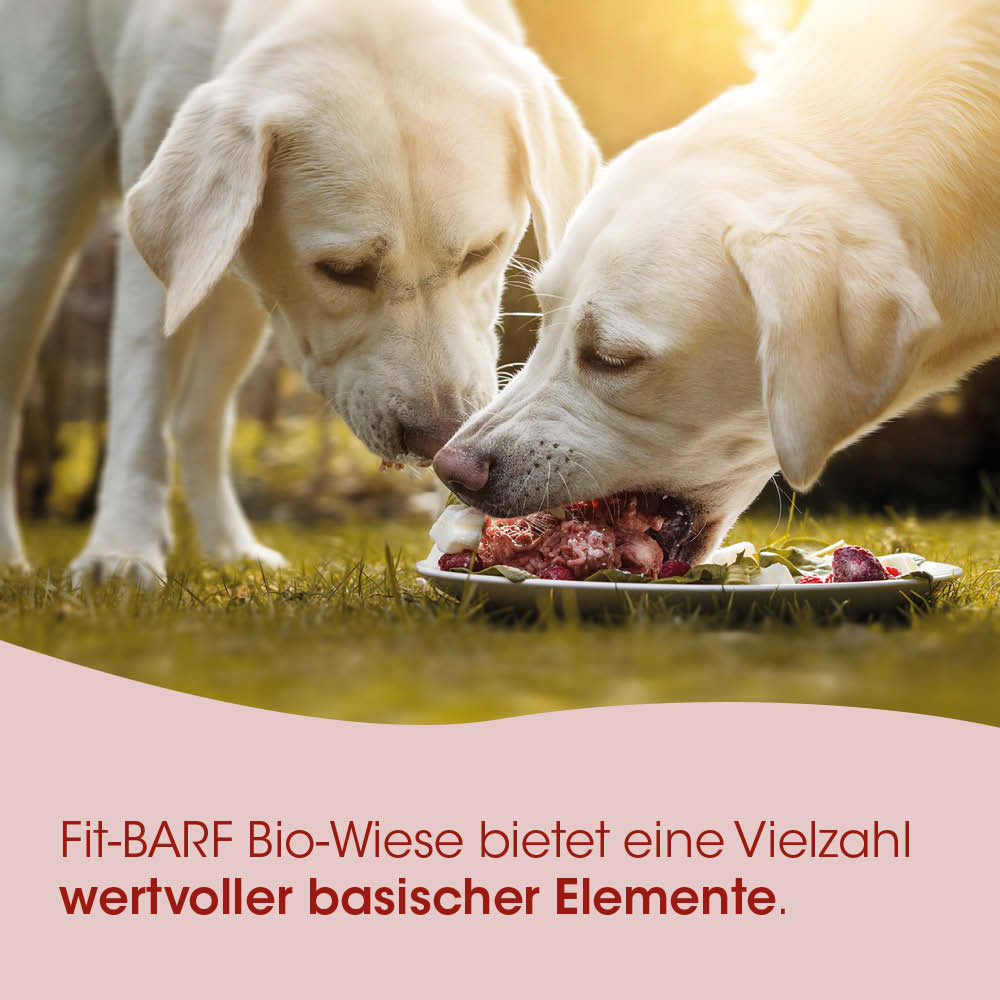 Hunde(Nahrung), Hundefutter, Bio, Fleischgericht, Stückchen