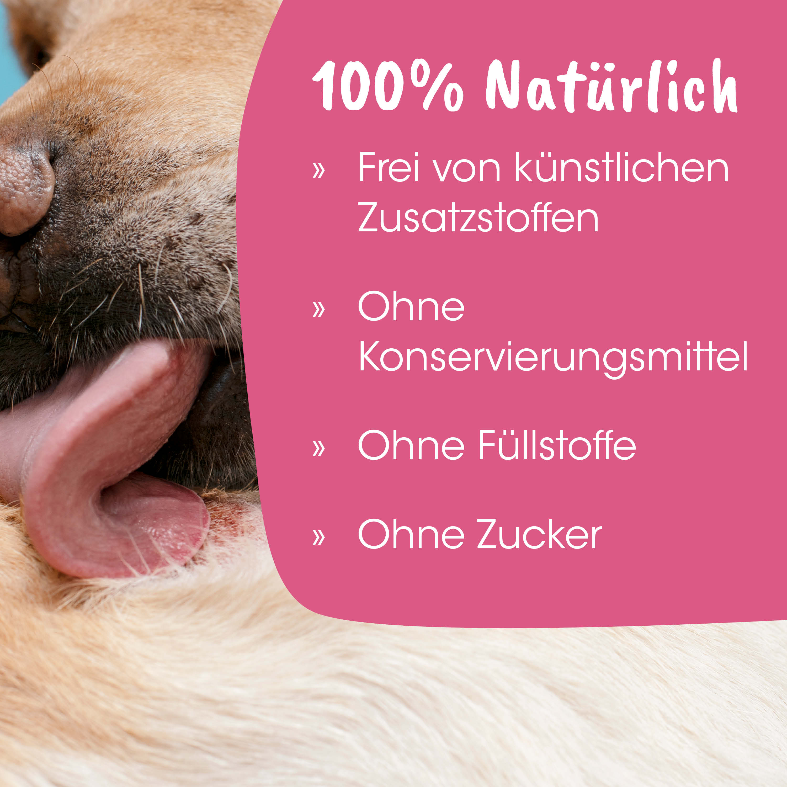 Hund, Hundeschnauze, Zunge, Fell, pinkes Panel