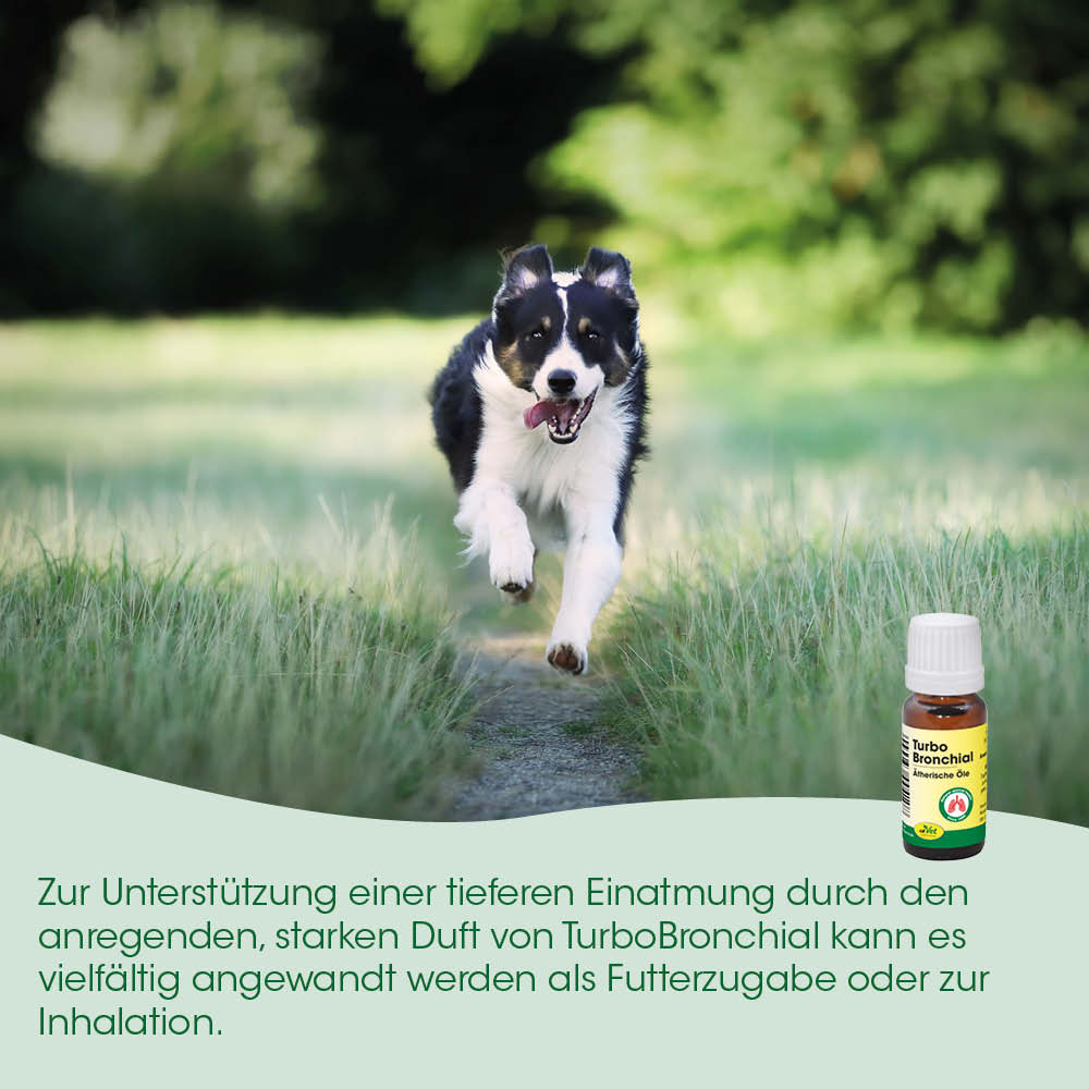 Hund, Welpe, Laufend, Tierarztprodukt, Bronchialöl
