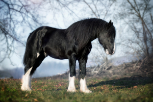 Tier, Säugetier, Hengst, Hund, Colt Horse