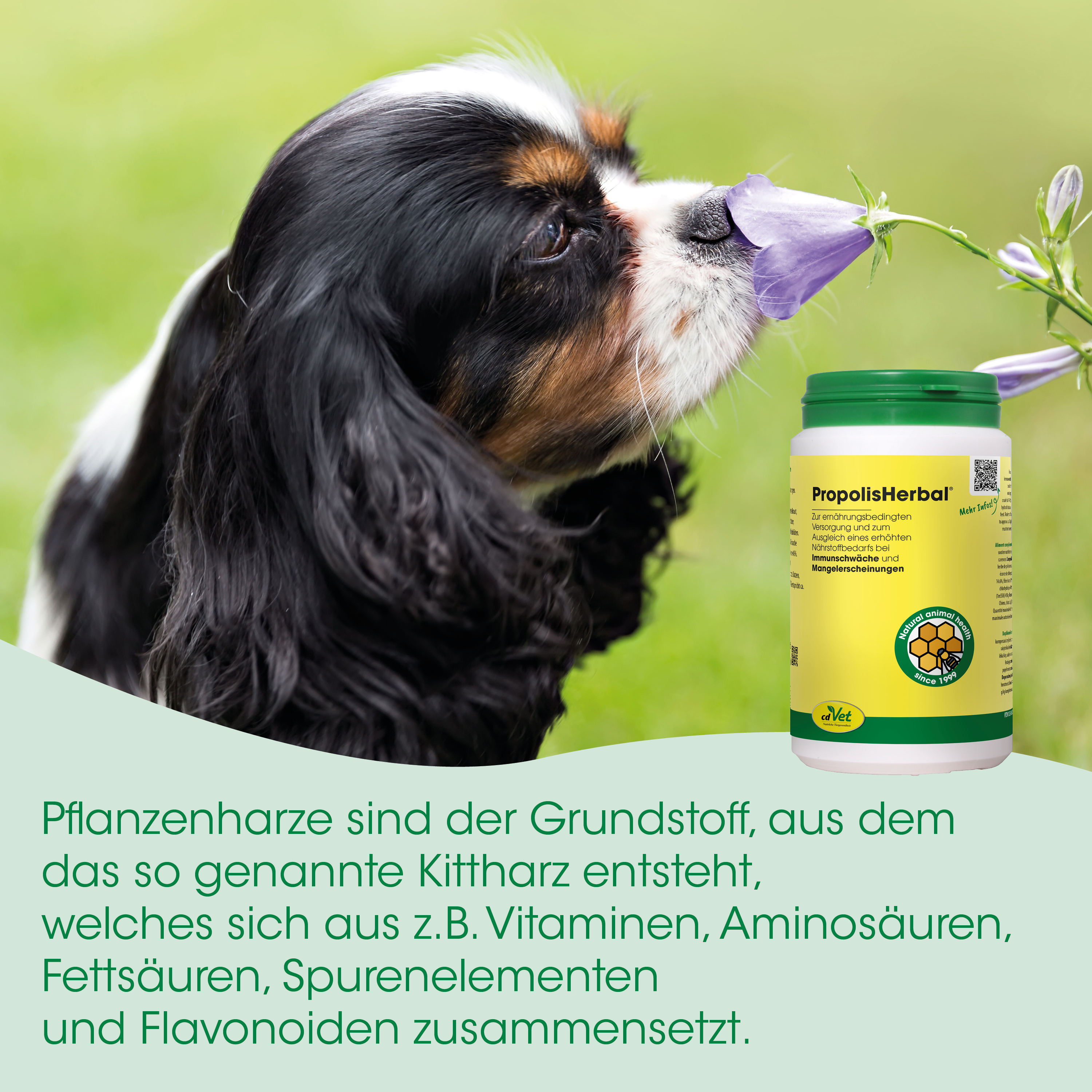 Hund, Propolis, Futterzusatz, Kitthaarz?, Konditions
