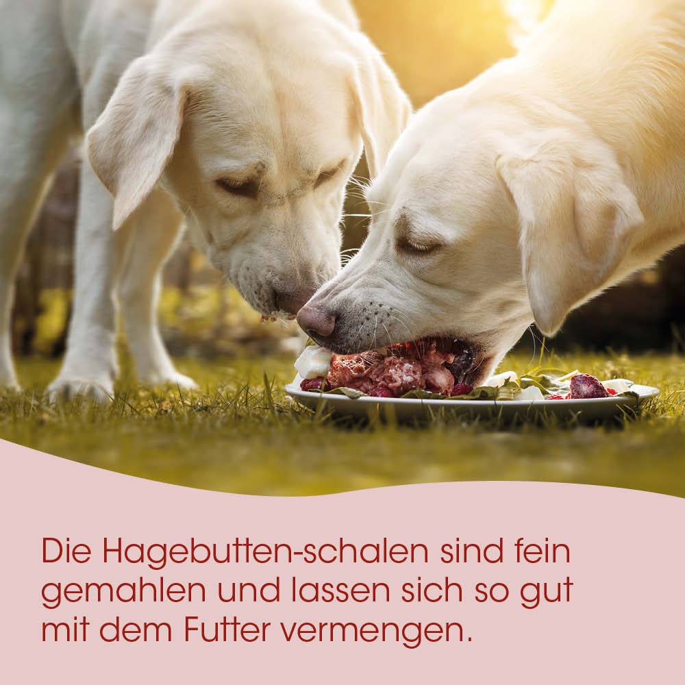 Hunde, Futter, Teller, Gras, Szene im Freien