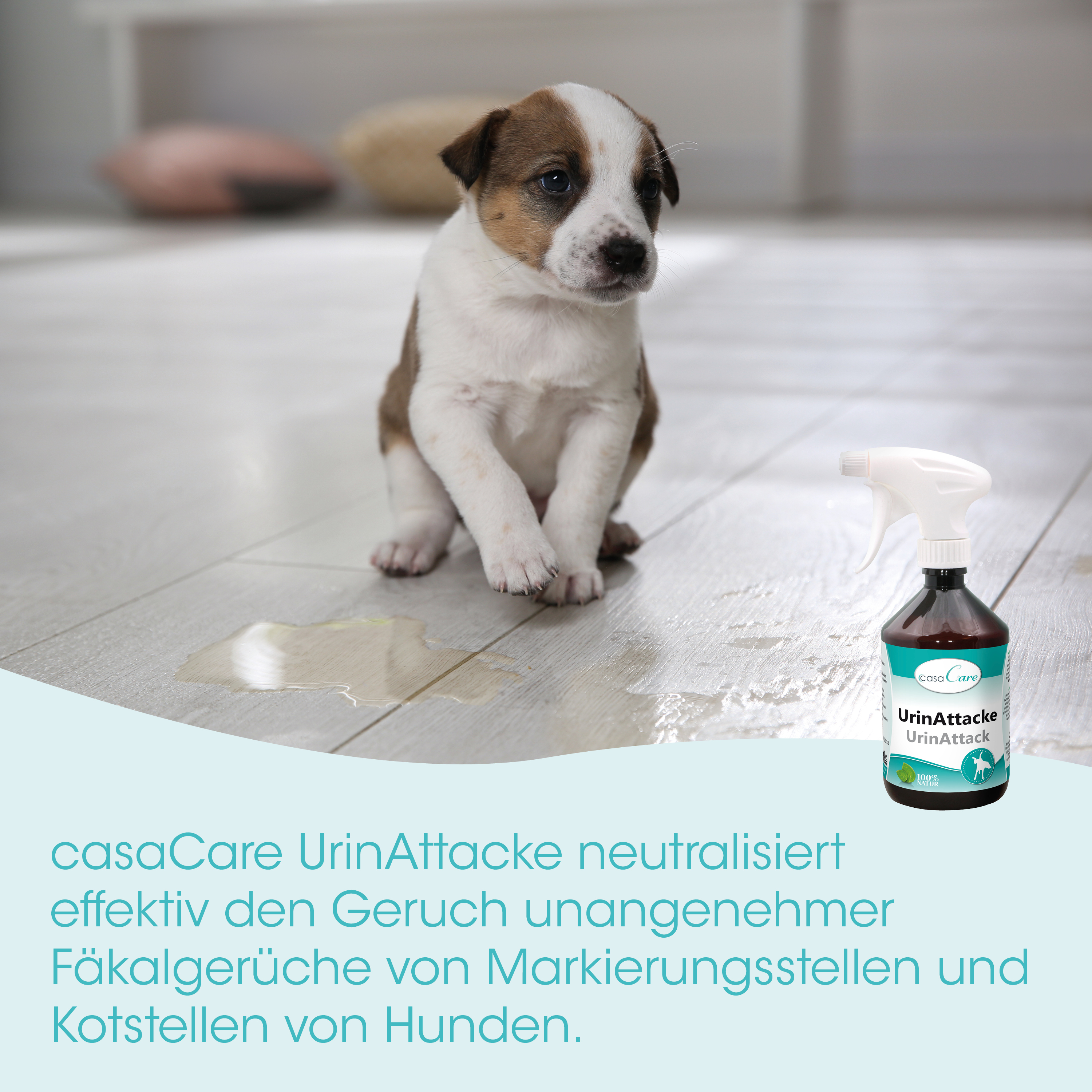 Welpe, Hund, Puppy, Spray-Flasche, Urin-Neutralisierung