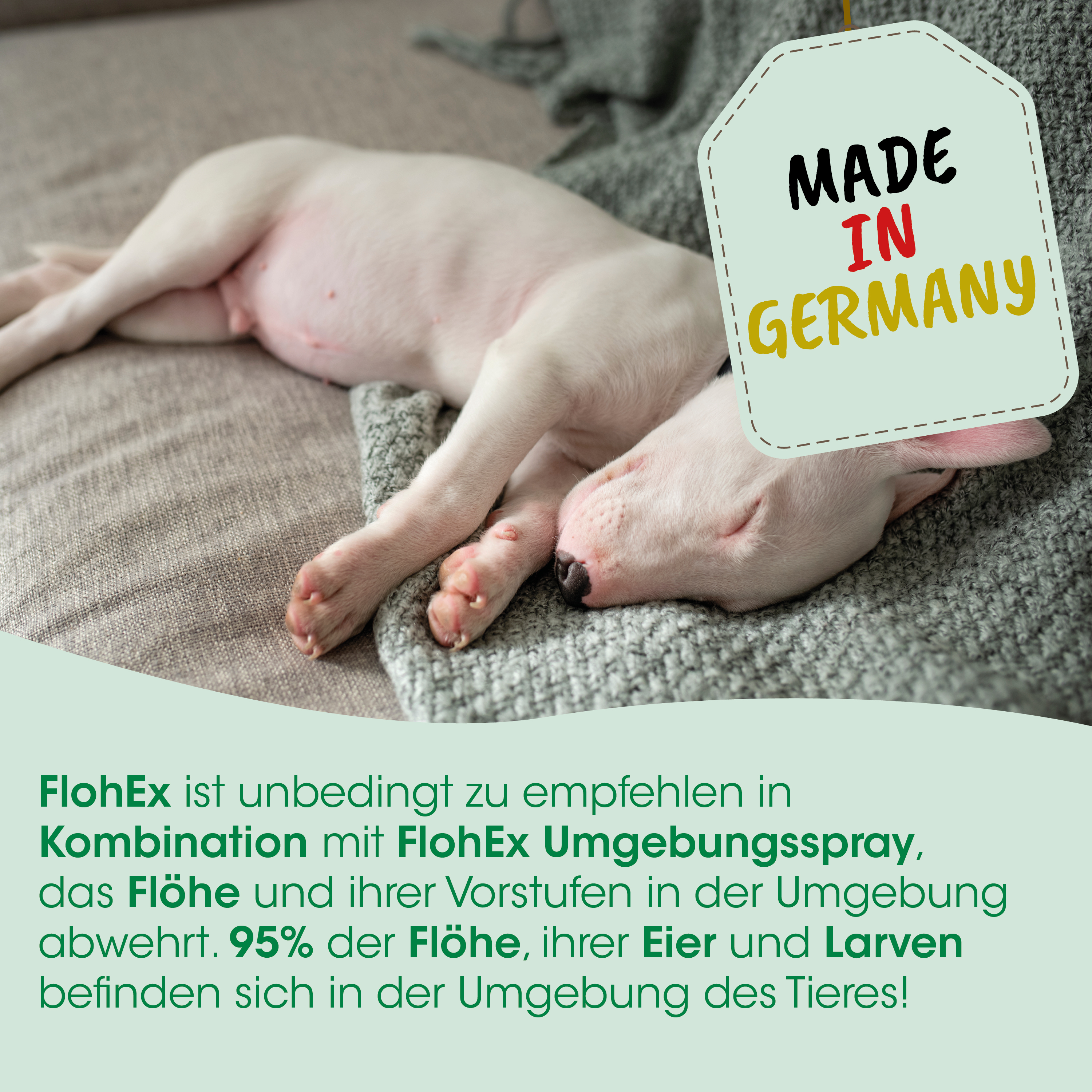Welpe, Hündchen, Pflegebedarf, Haut, Liegend