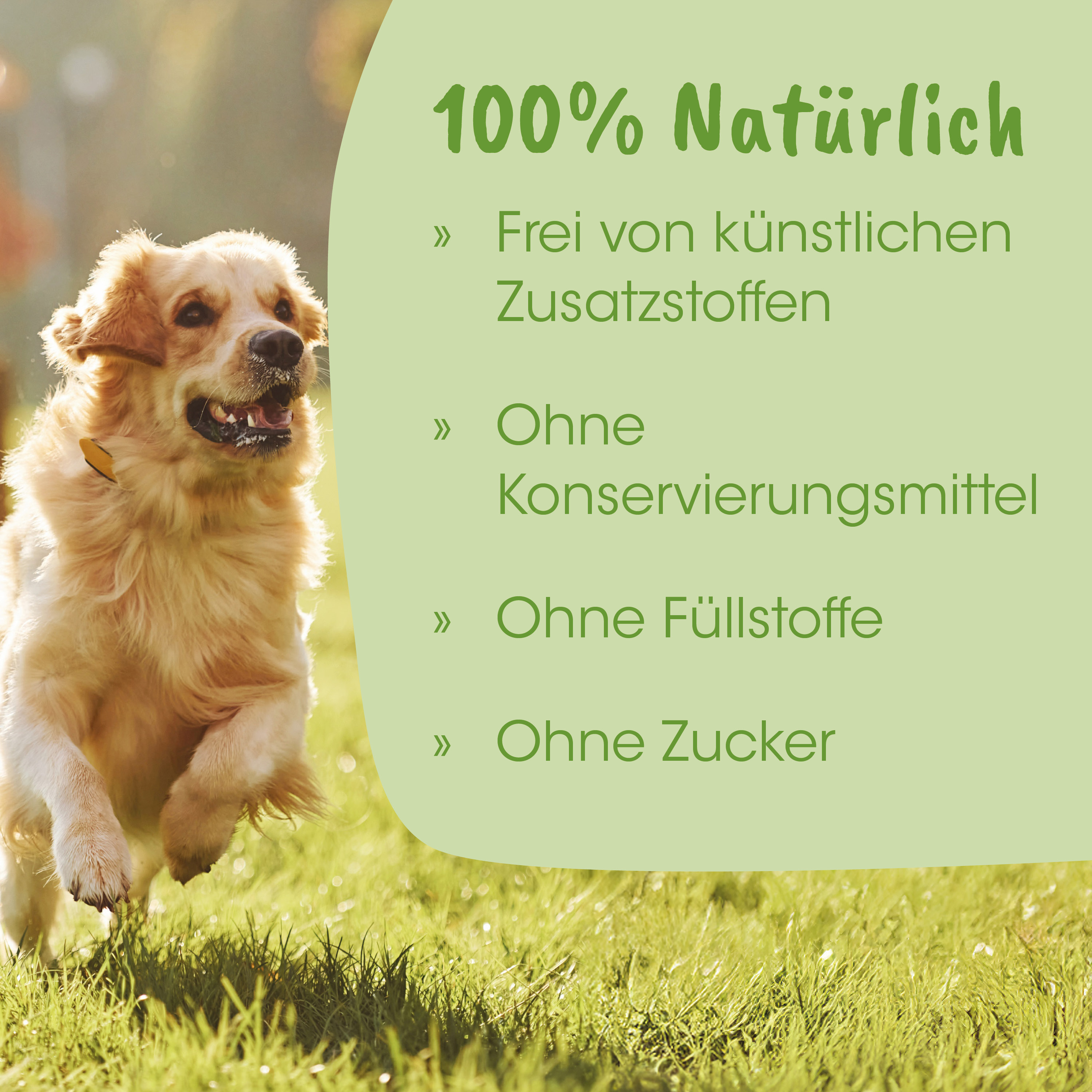 Hund, Outdoor, Pelz, Halsband, Laufend