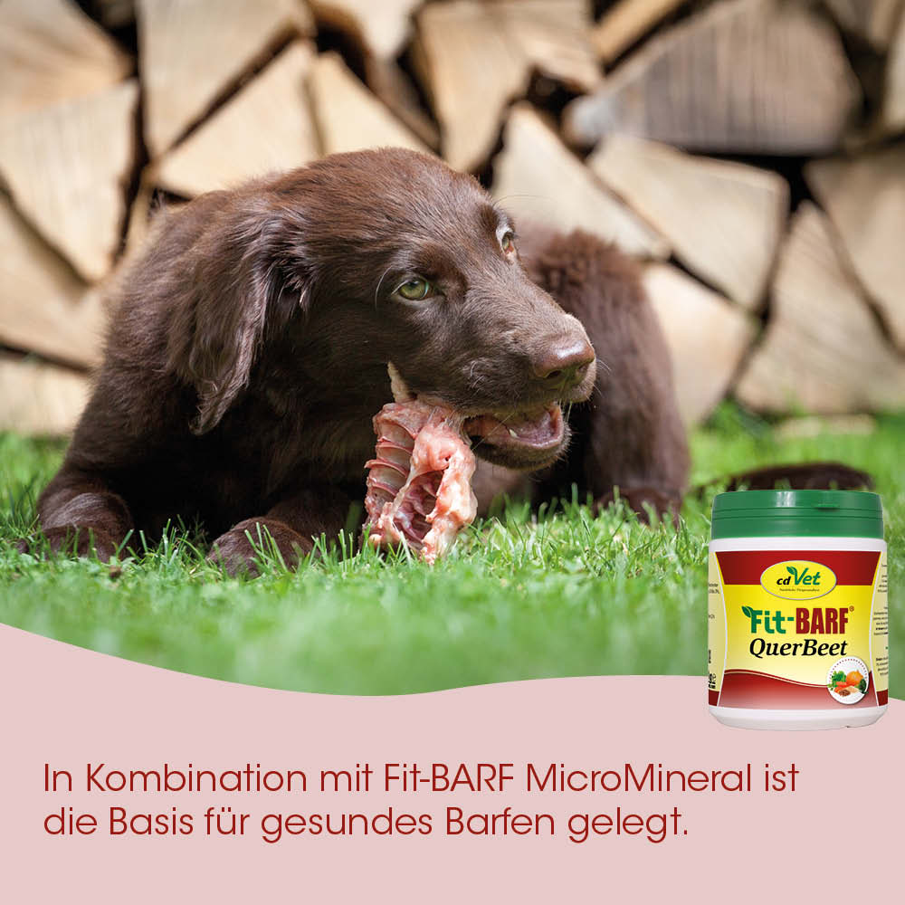 Hund, Kau, Knochen, Gras, Tiernahrung