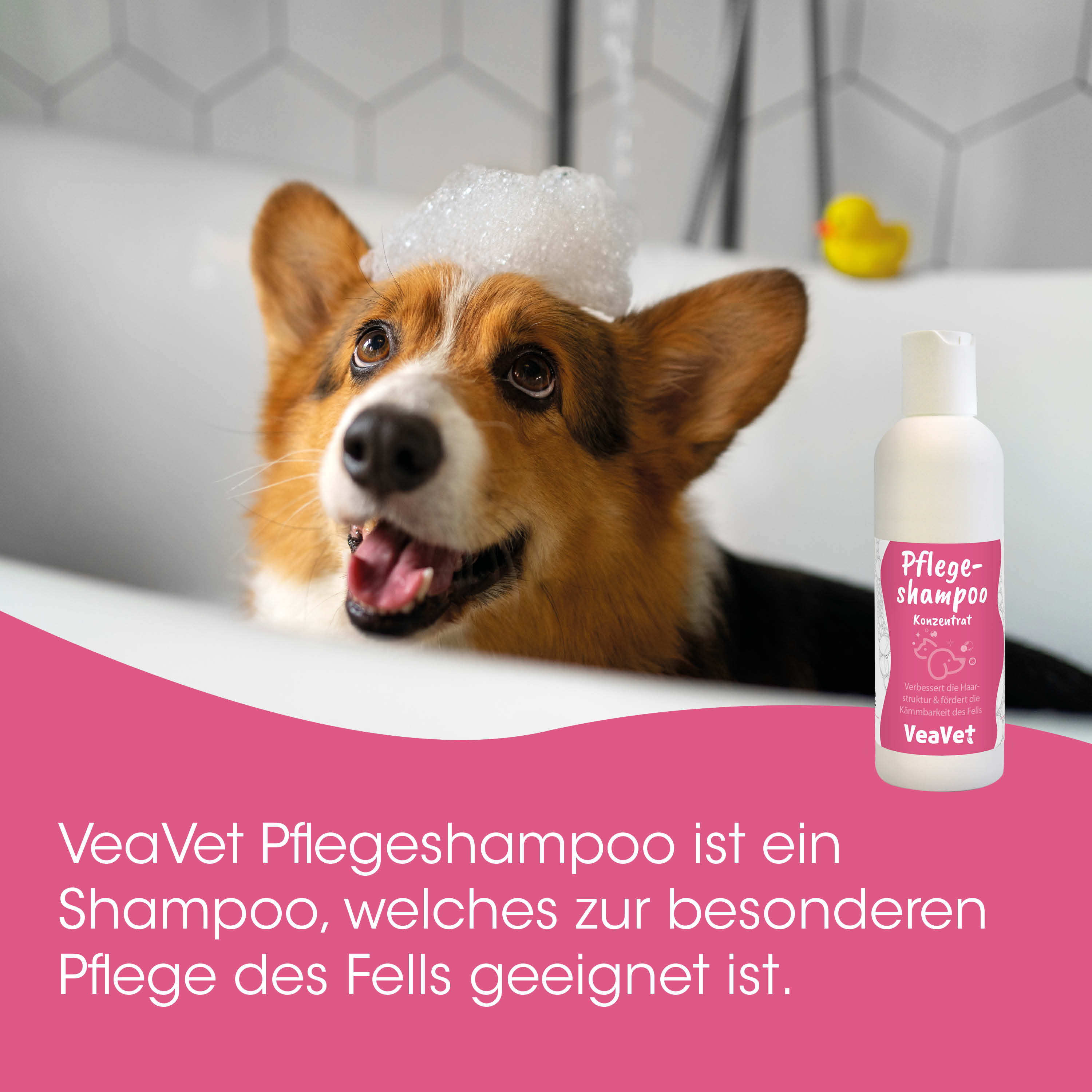 Hund, Haustier, Shampoo, Tierpflege, Konzentrat