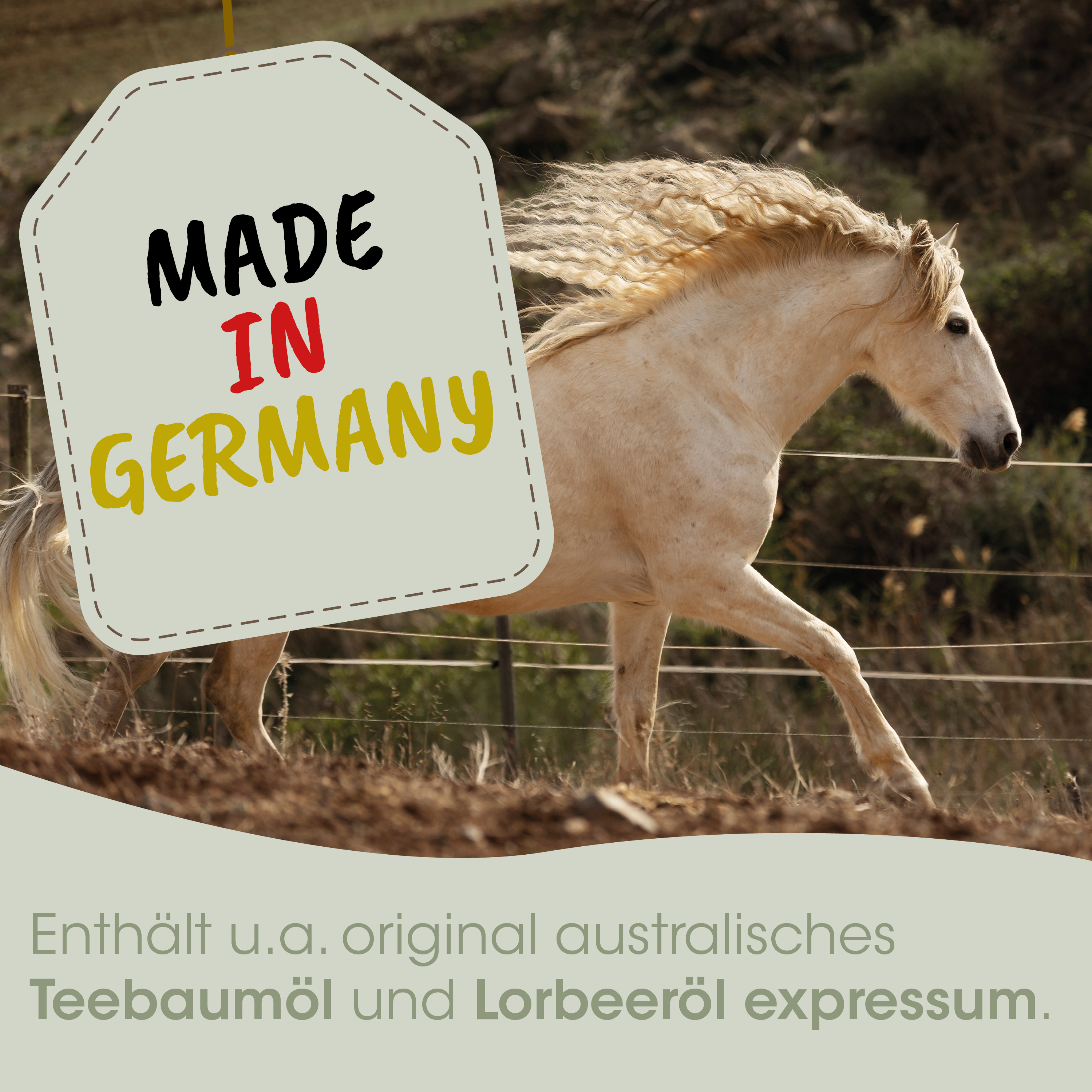 pferd, pony, weiß, bewegung, landwirtschaftliche foto