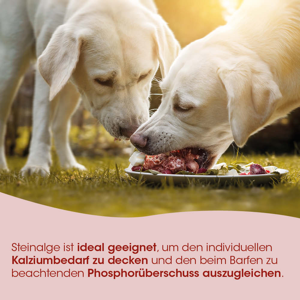 Hund, Hundefutter, Knochen, Barf-Mahlzeit, Ernährung