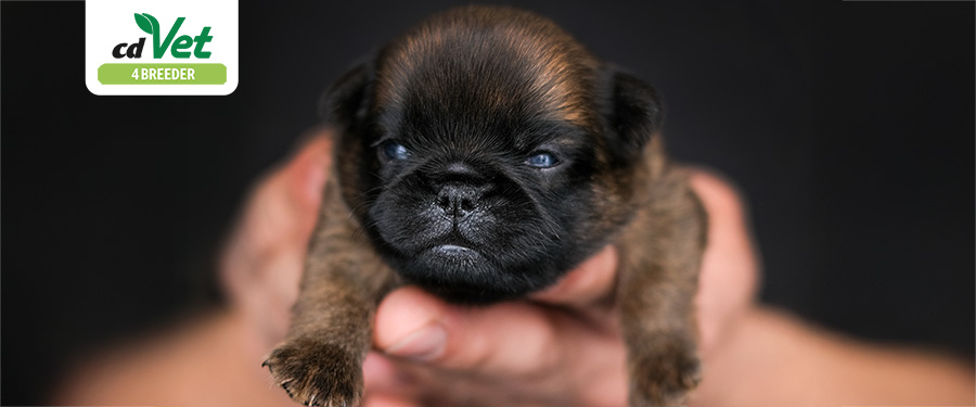 Hund, Säugetier, Haustier, Welpe