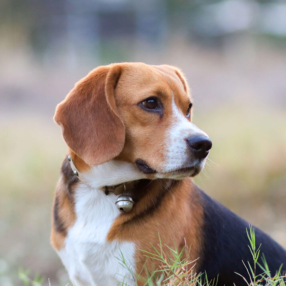 Hund, Beagle, Welpe