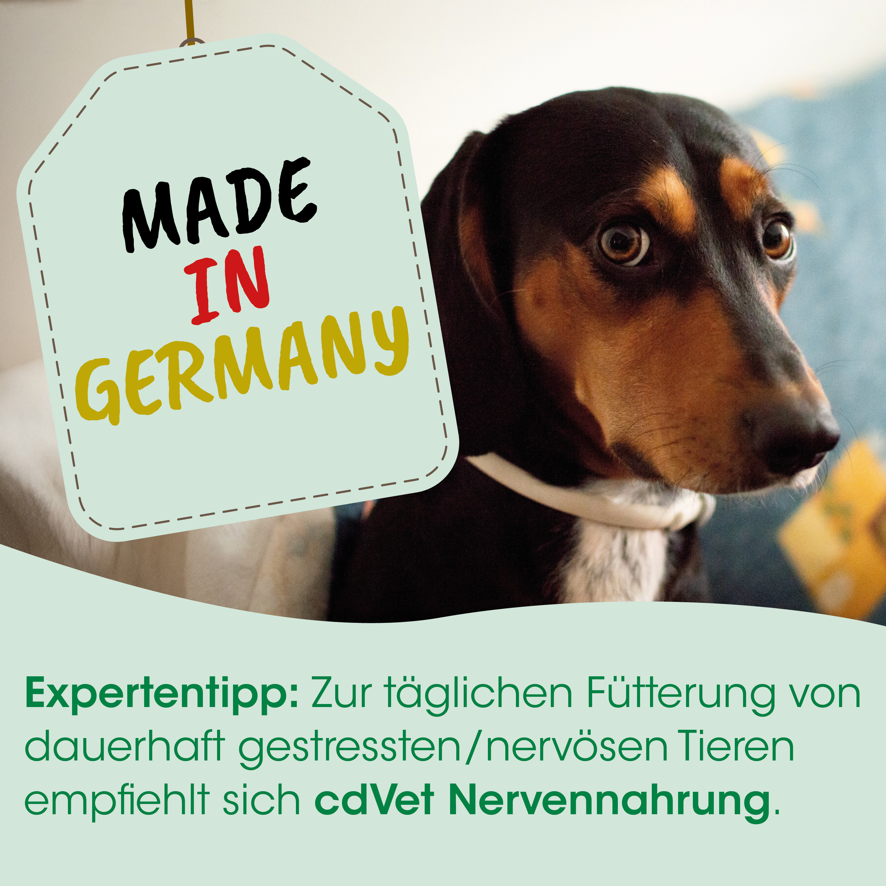 Hund, Dobermann, grünes label, Nervenahrung, Hunde-Supplement