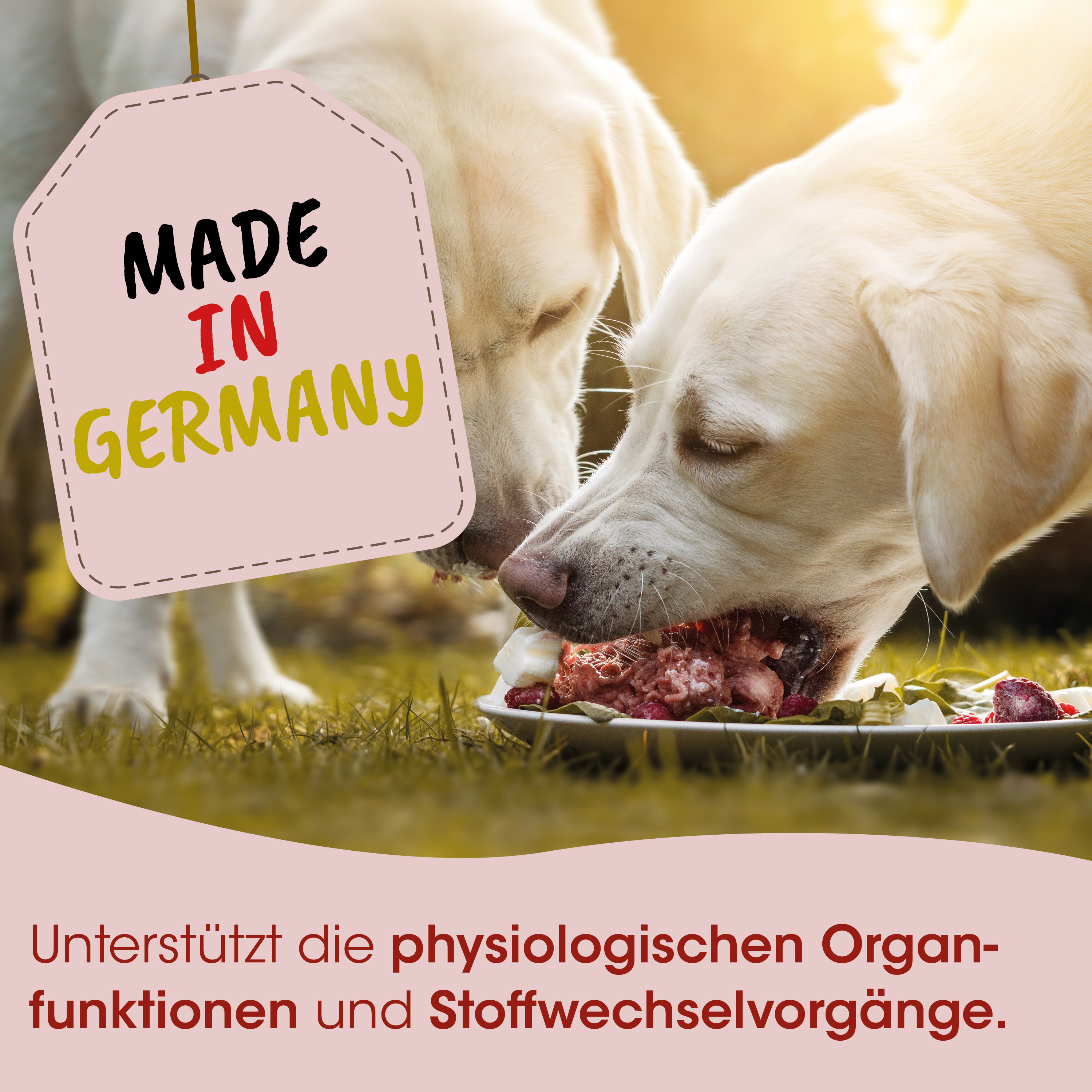 Hund, Hundefutter, Knochen, Teller, Futter