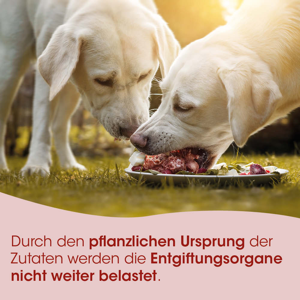 Hunde, Hundefutter, Nassfutter, Fleisch, Tiernahrung