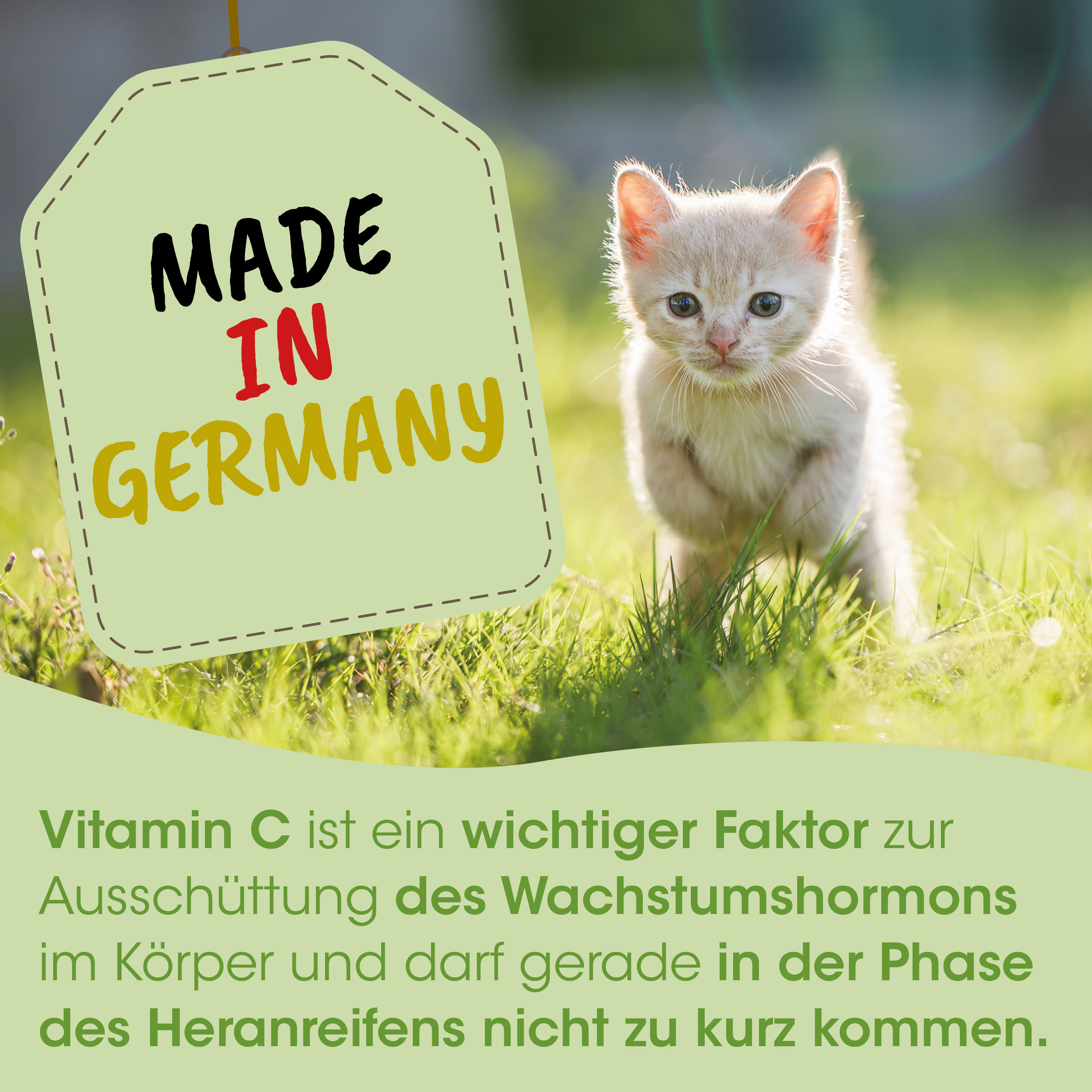 kätzchen, klein, tier, grün, garten