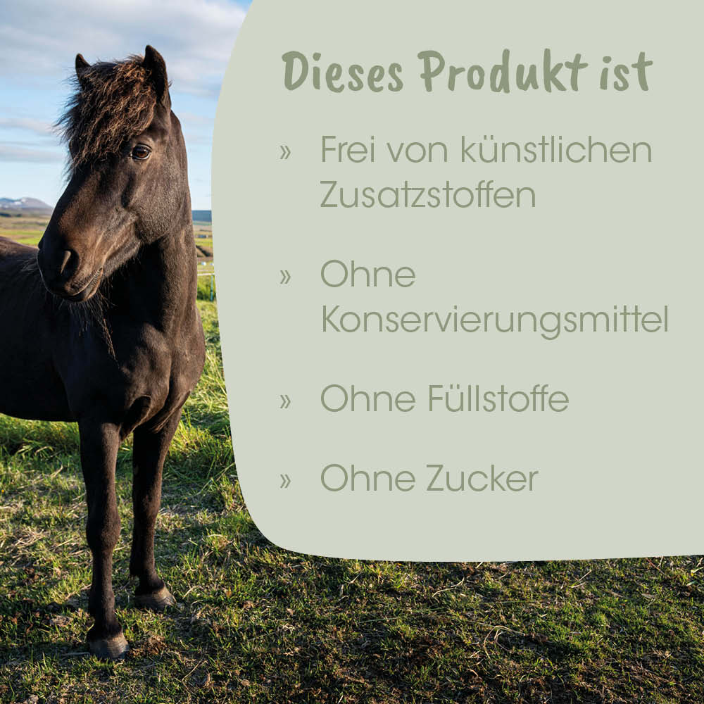 Pferd, schwarz, Tier, Weide, Draußen