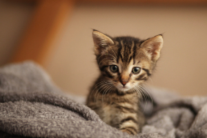 Tier, Katze, Kätzchen, Säugetier, Haustier