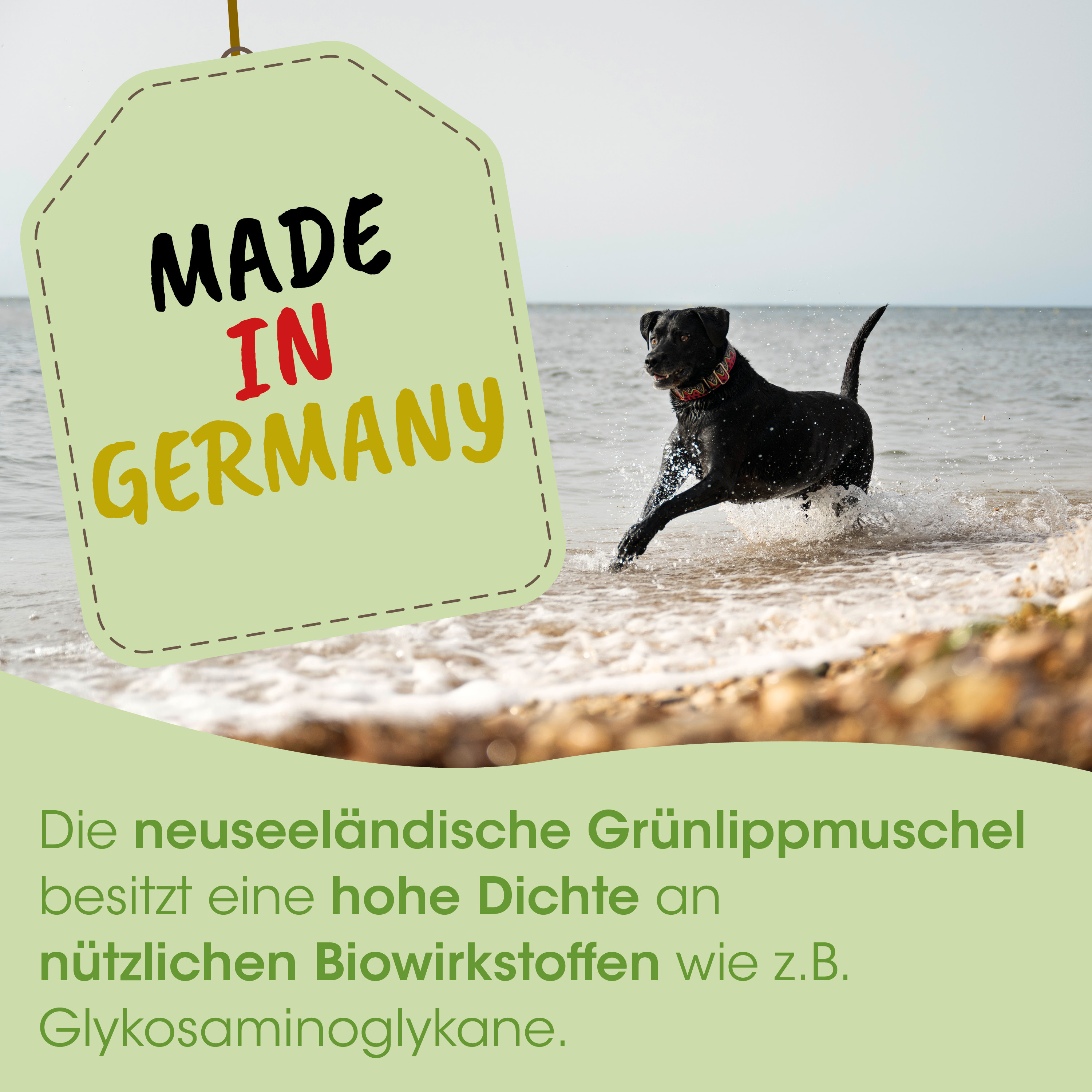 Hund, Schwarz, Hund am Strand, Schnauzen?, Collie?