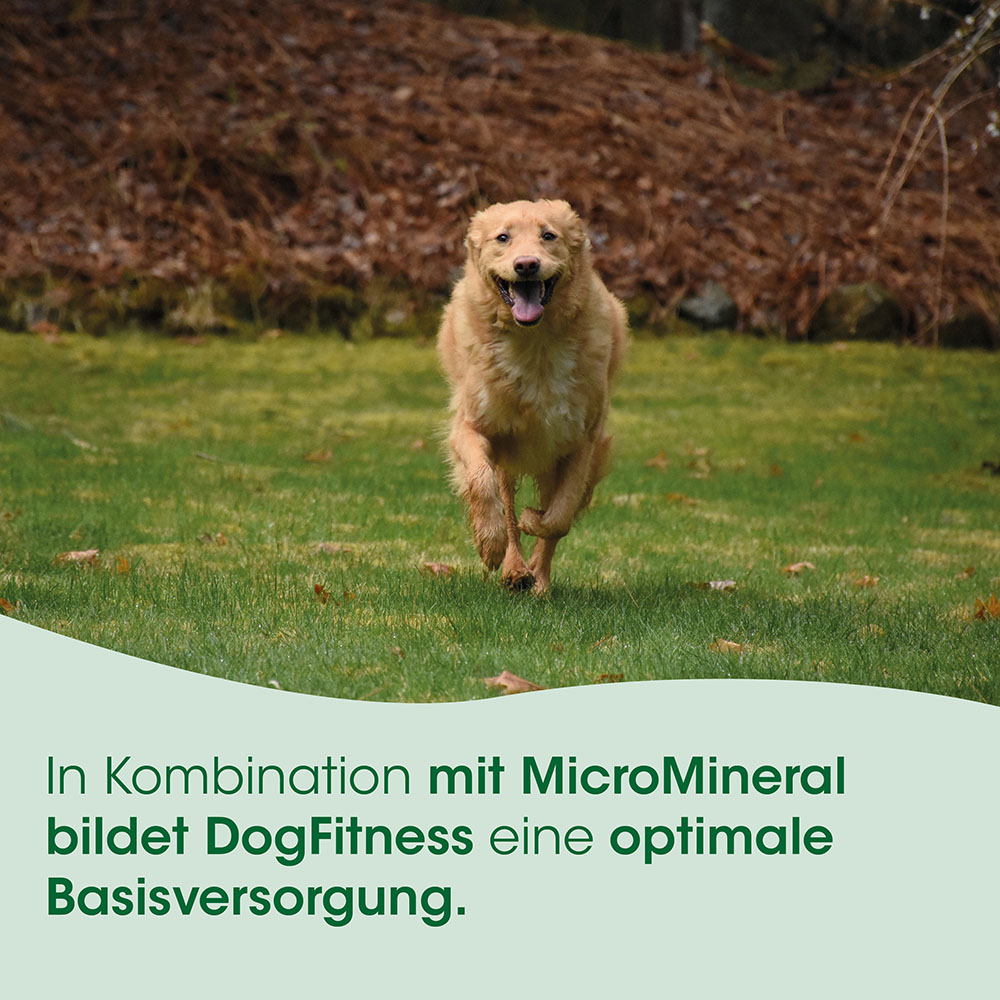 Hund, Lauf, golden retriever-ähnlich, Gras, Bannertext