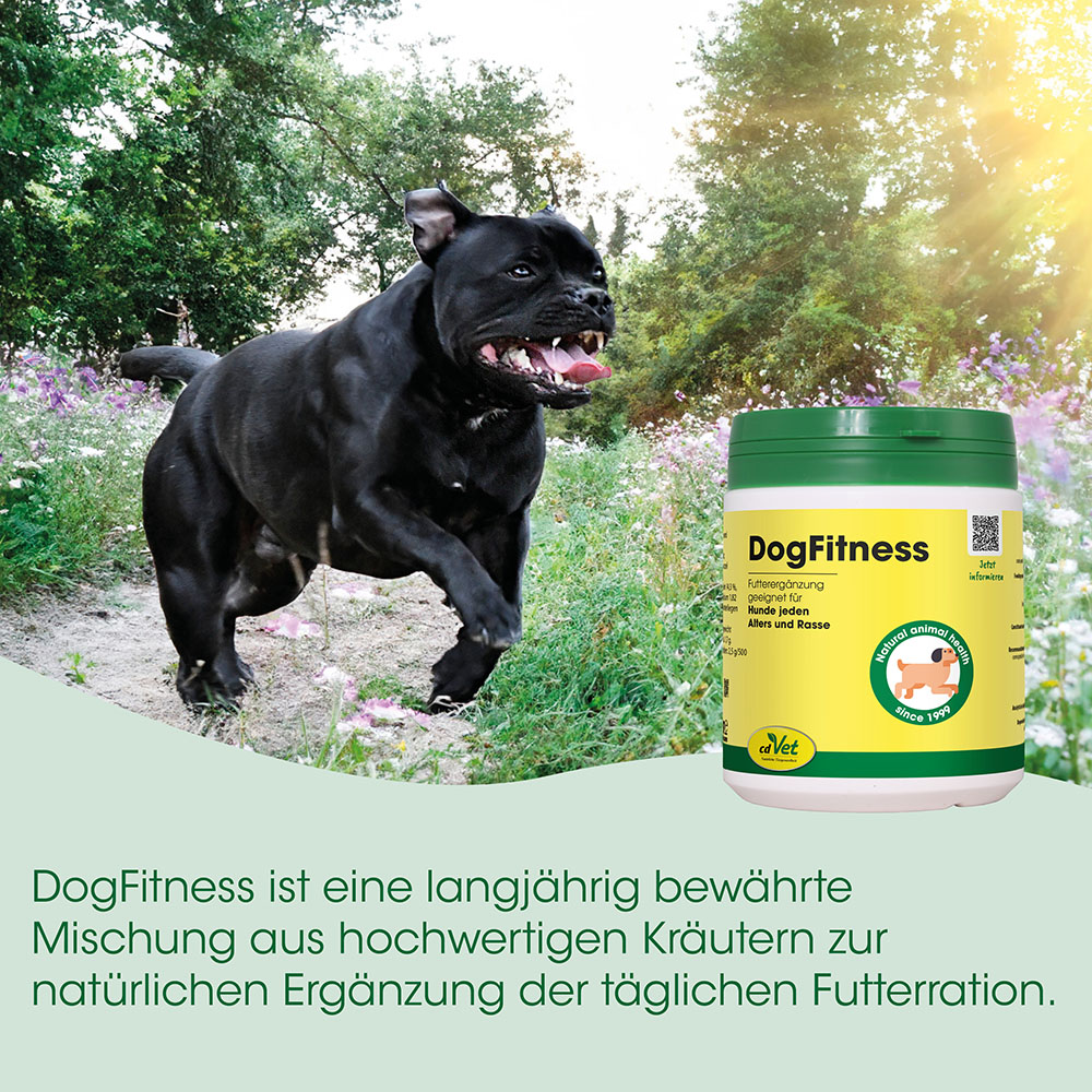 Hund, Schwarzer Hund, Hunde-Nahrung, Kautrat, Futterergänzung