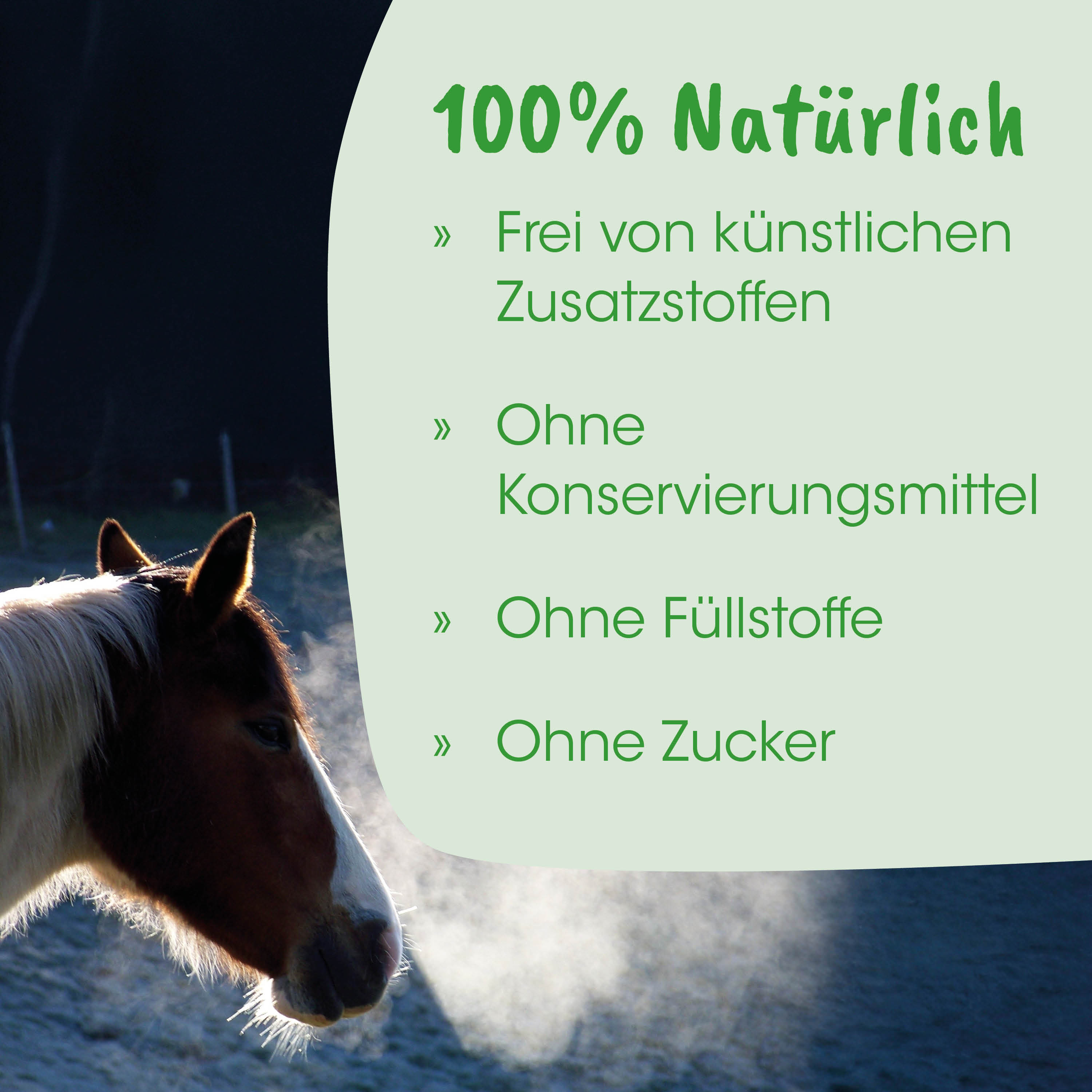 Pferd, Pferdeporträt, braun-weiß, Atem, im Freien