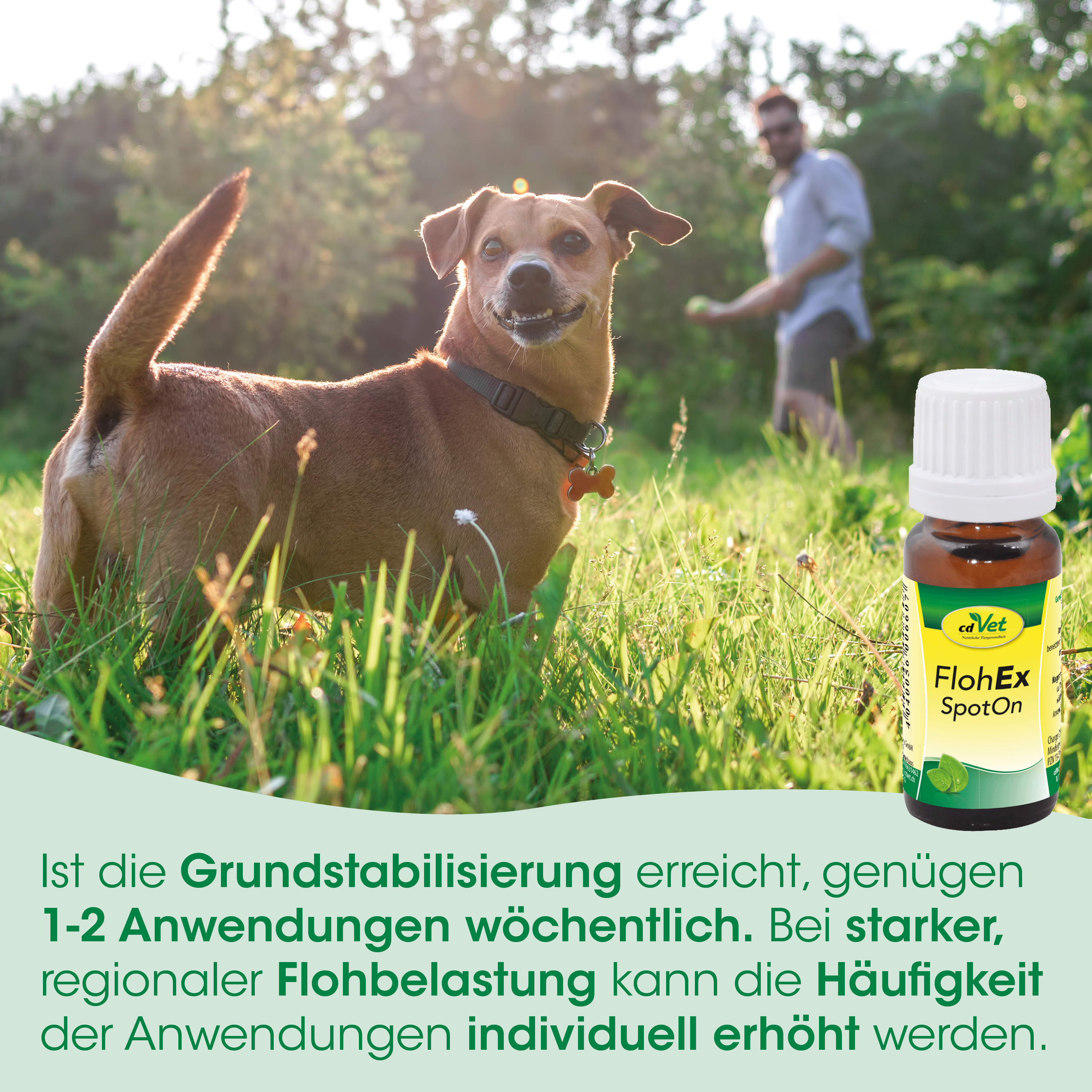hund, halsband, outdoor, gras, flasche