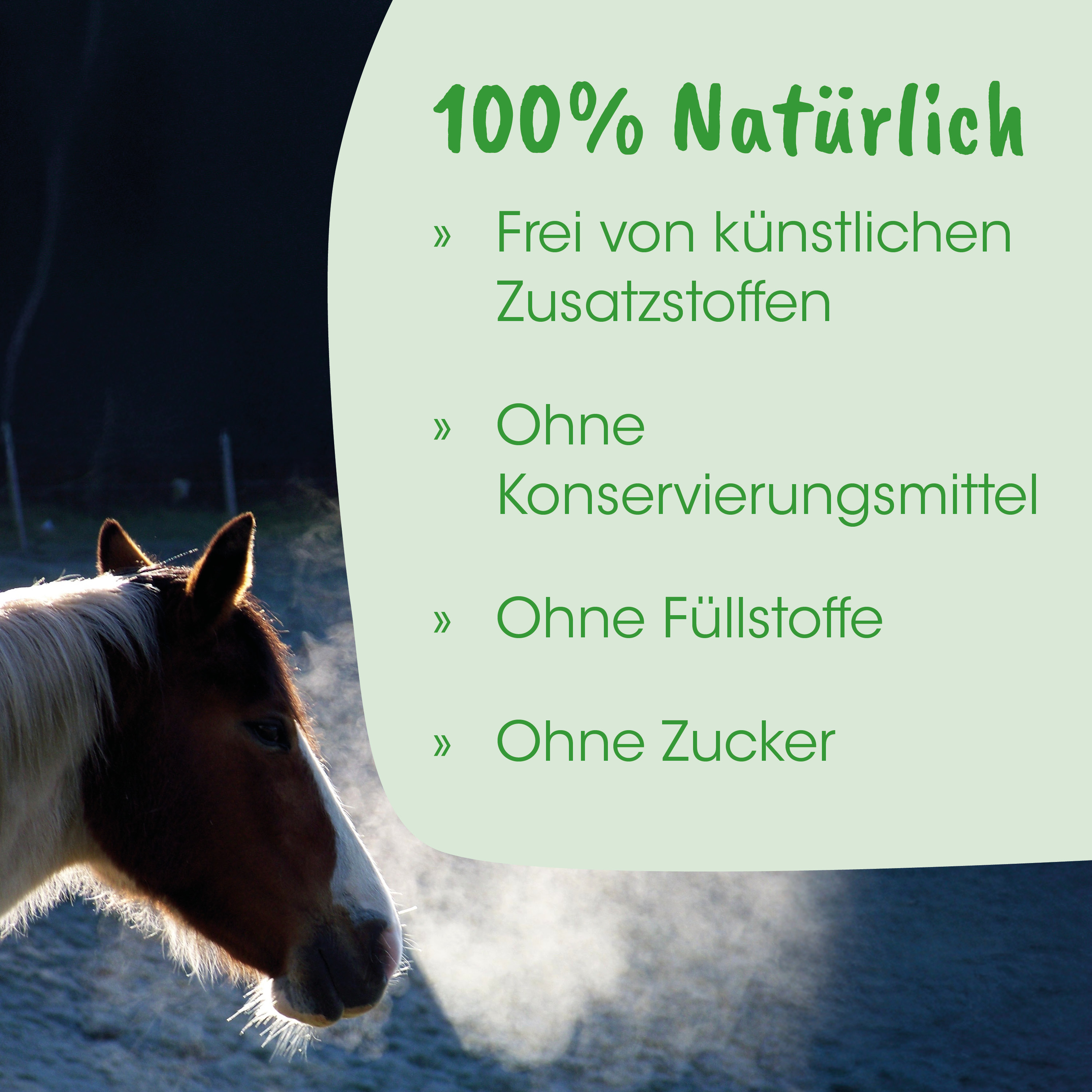 Pferd, Pferdekopf, Hintergrund grün, Natur?, Bildtext