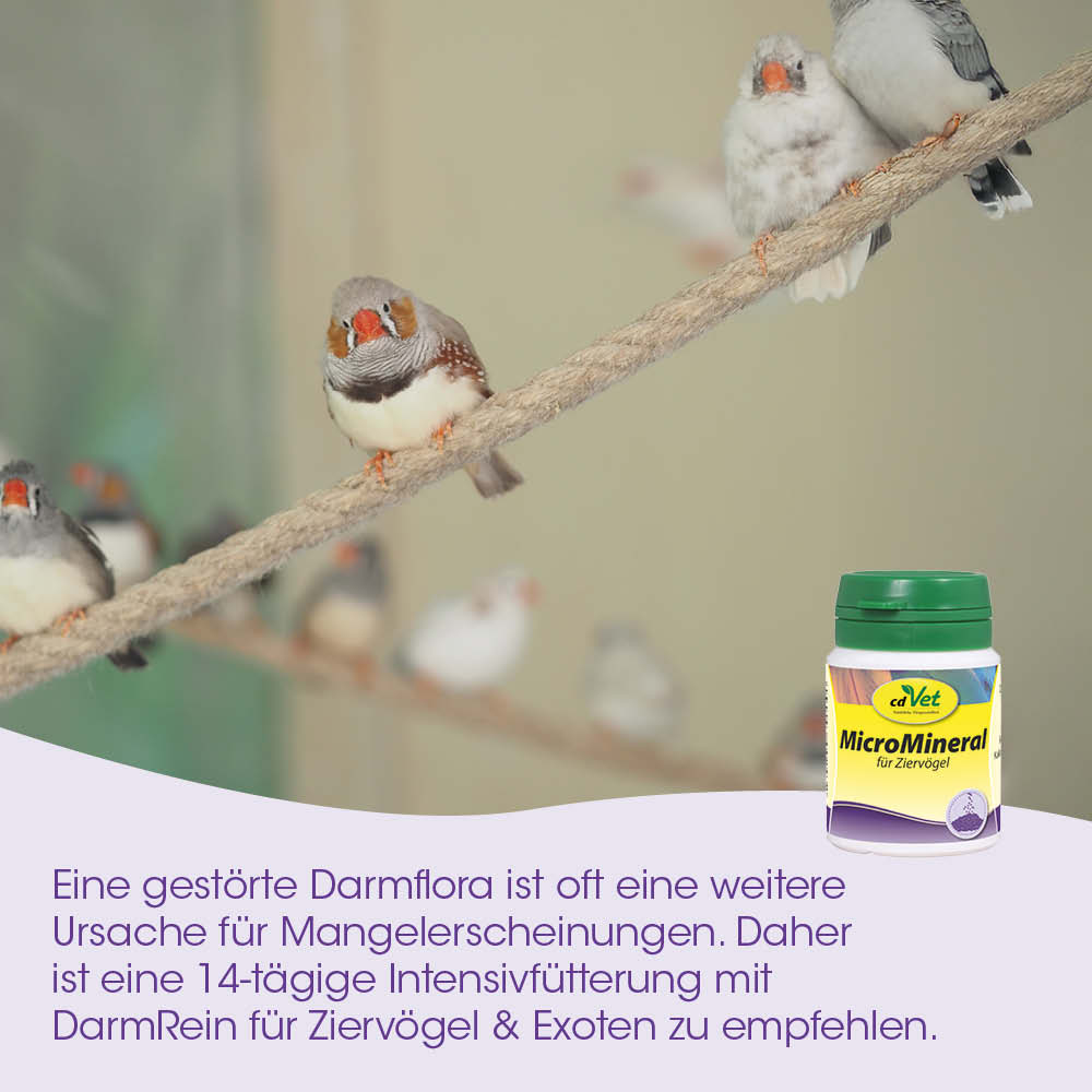 Wellensittich, Papageien, Zweig, Futtertablette, Mineralfutter