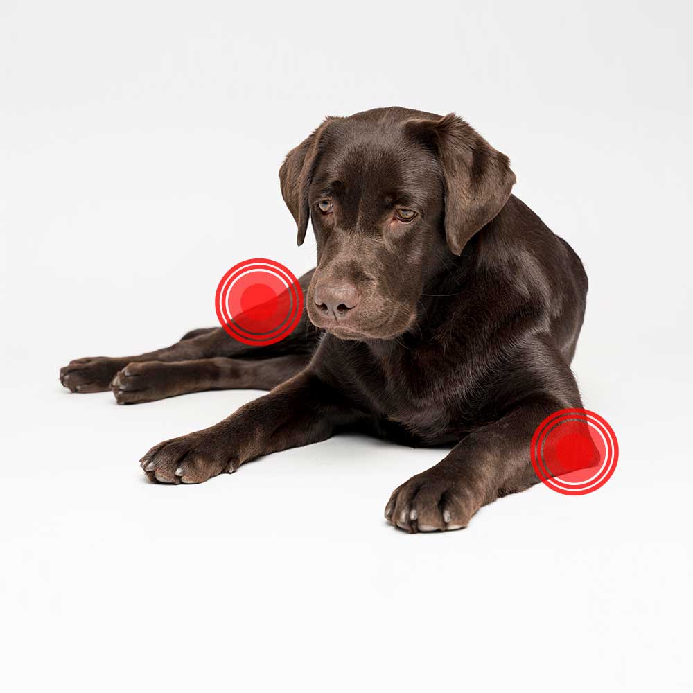 Hund, Labrador Retriever, Säugetier, Haustier