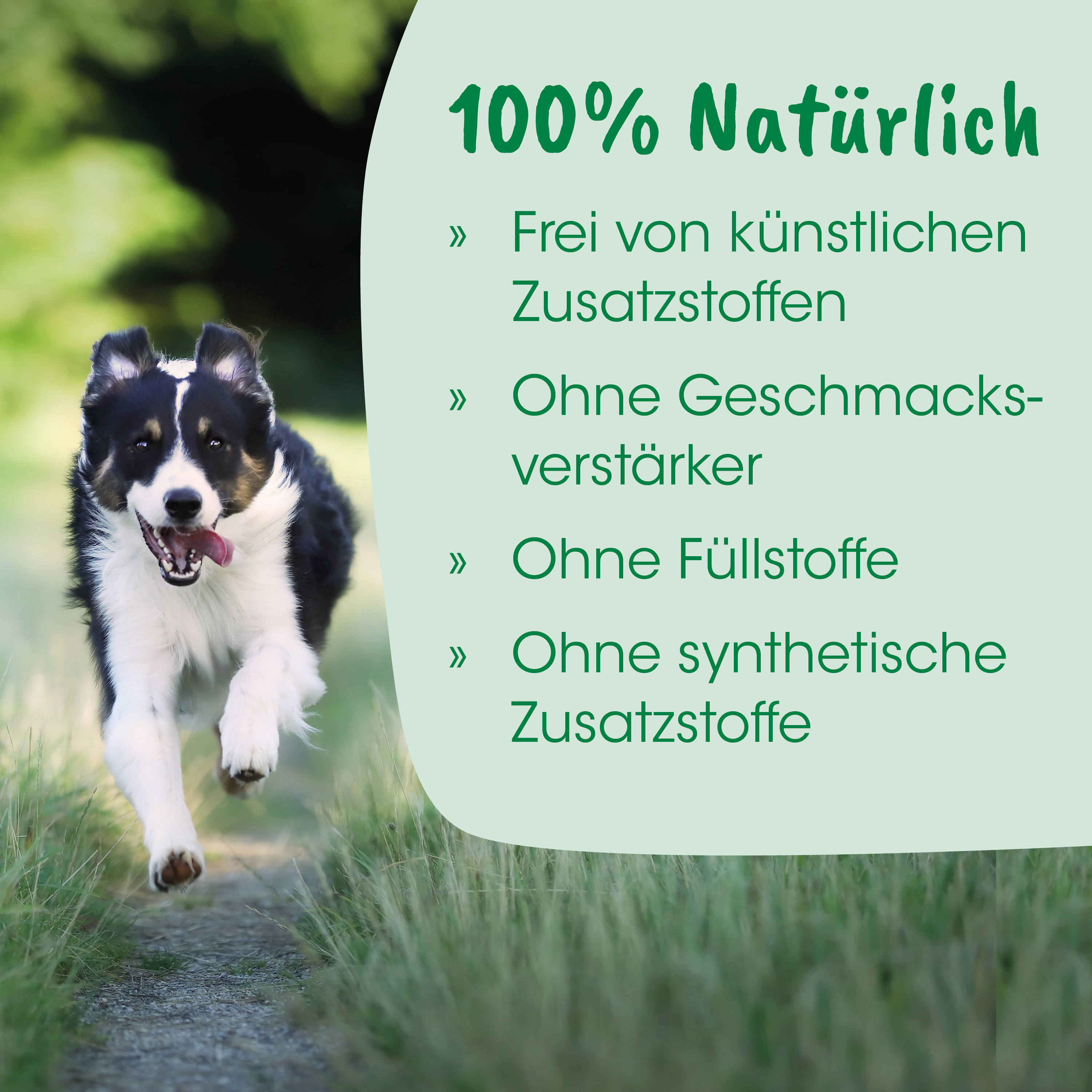 Hund, Laufender Hund, Hundeimage, Tierfoto, Weg