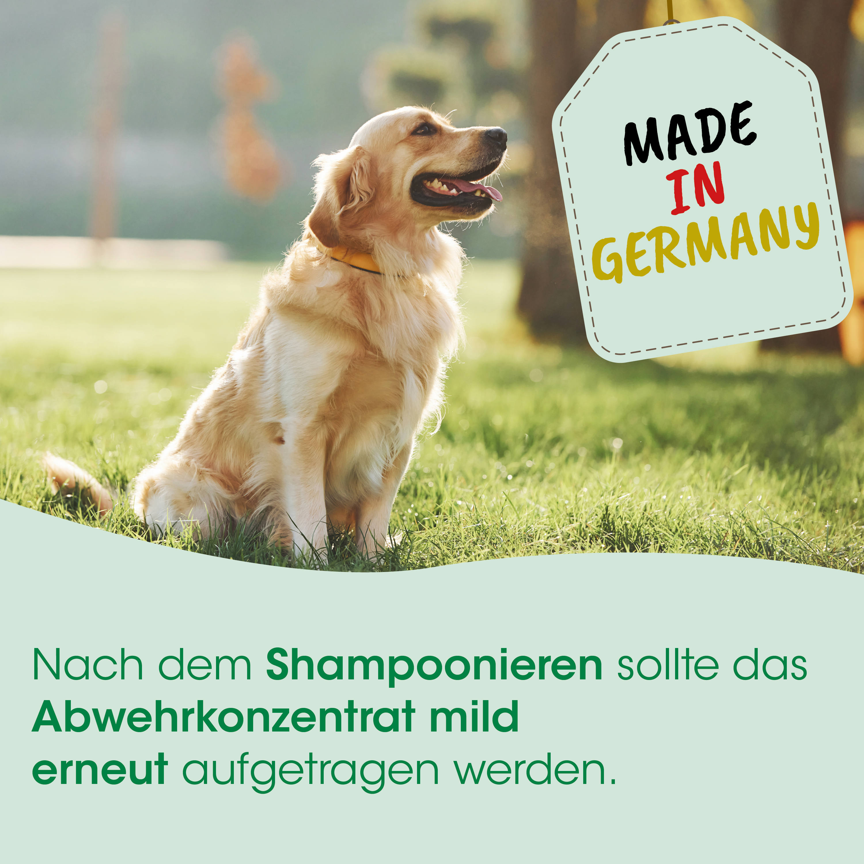 Hund, Goldener Retriever, Halsband, Gras, Made in Germany