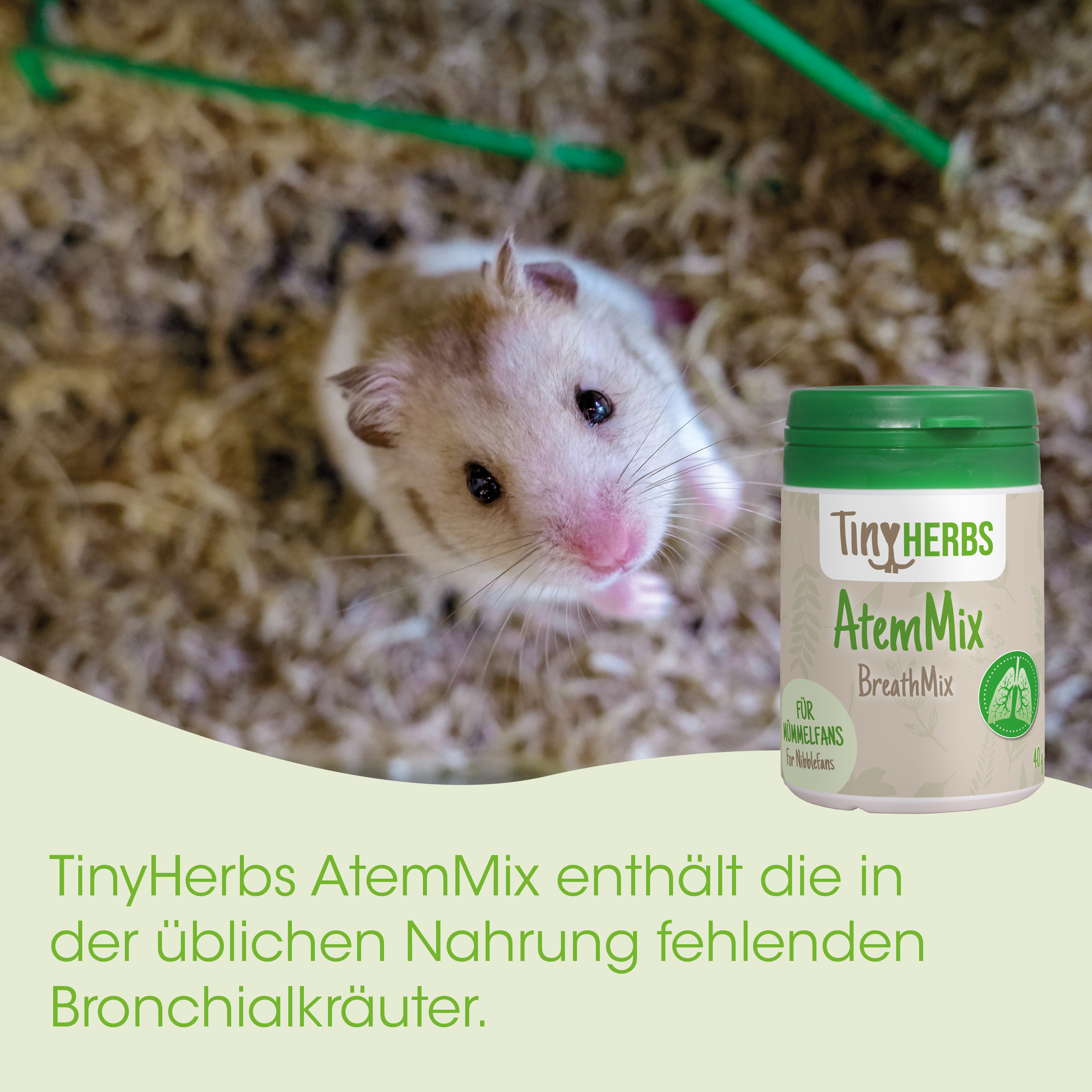 hamster, tier?