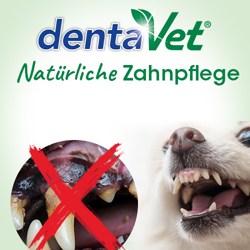 Banner_dentaVet_mobil