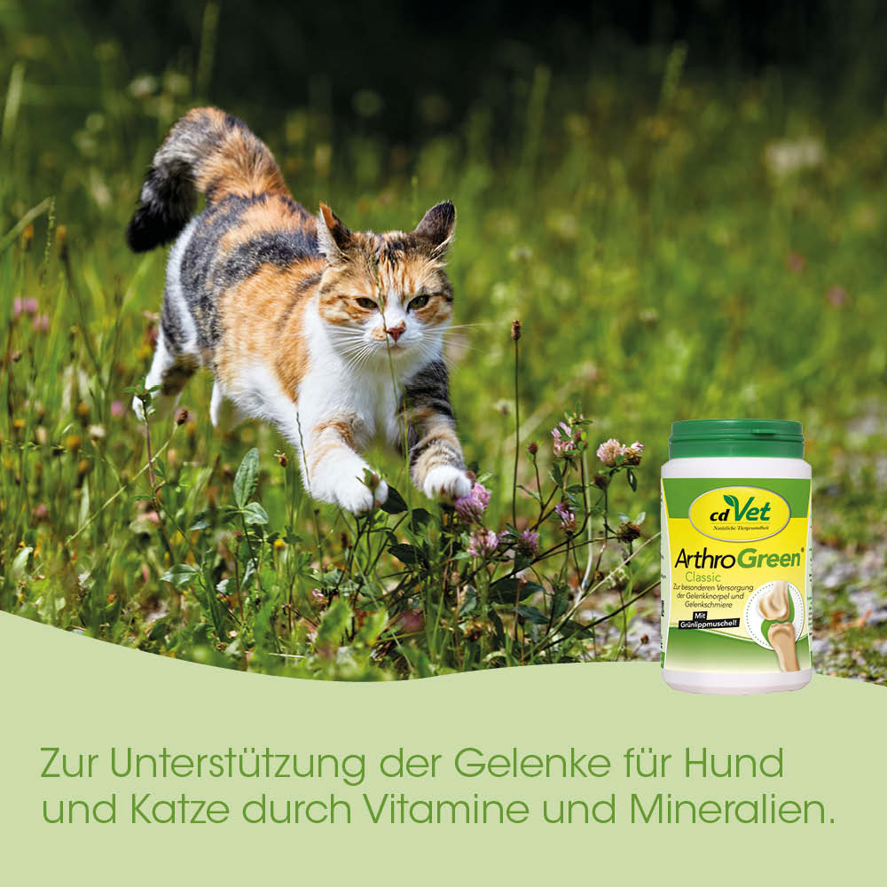 Katze, Outdoor, Fellfarben, Katzenspender, Hunde- und Katzenvitamine