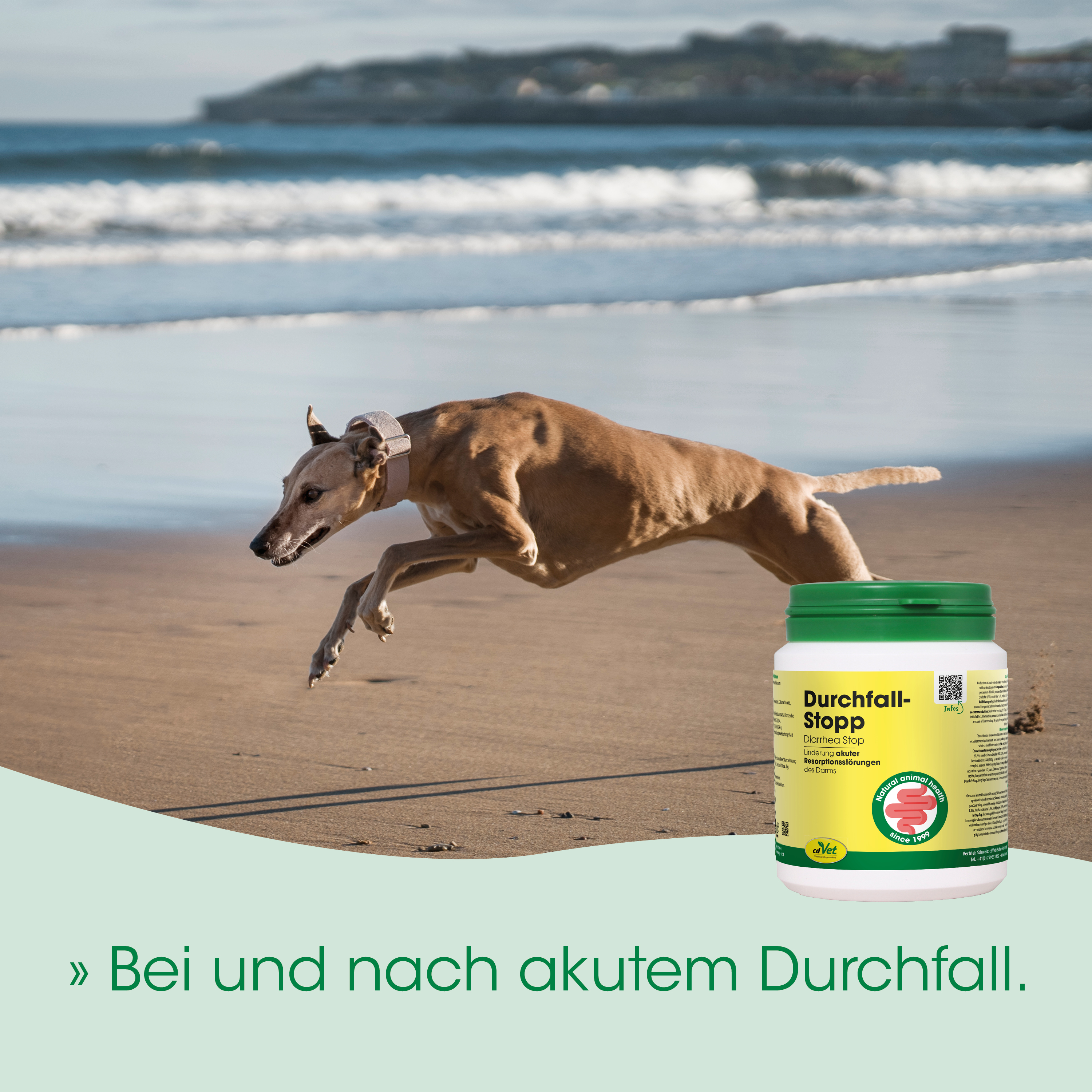 Hund, Laufender Hund, Darmgesundheit, Tierarztprodukt, Ergänzungsmittel