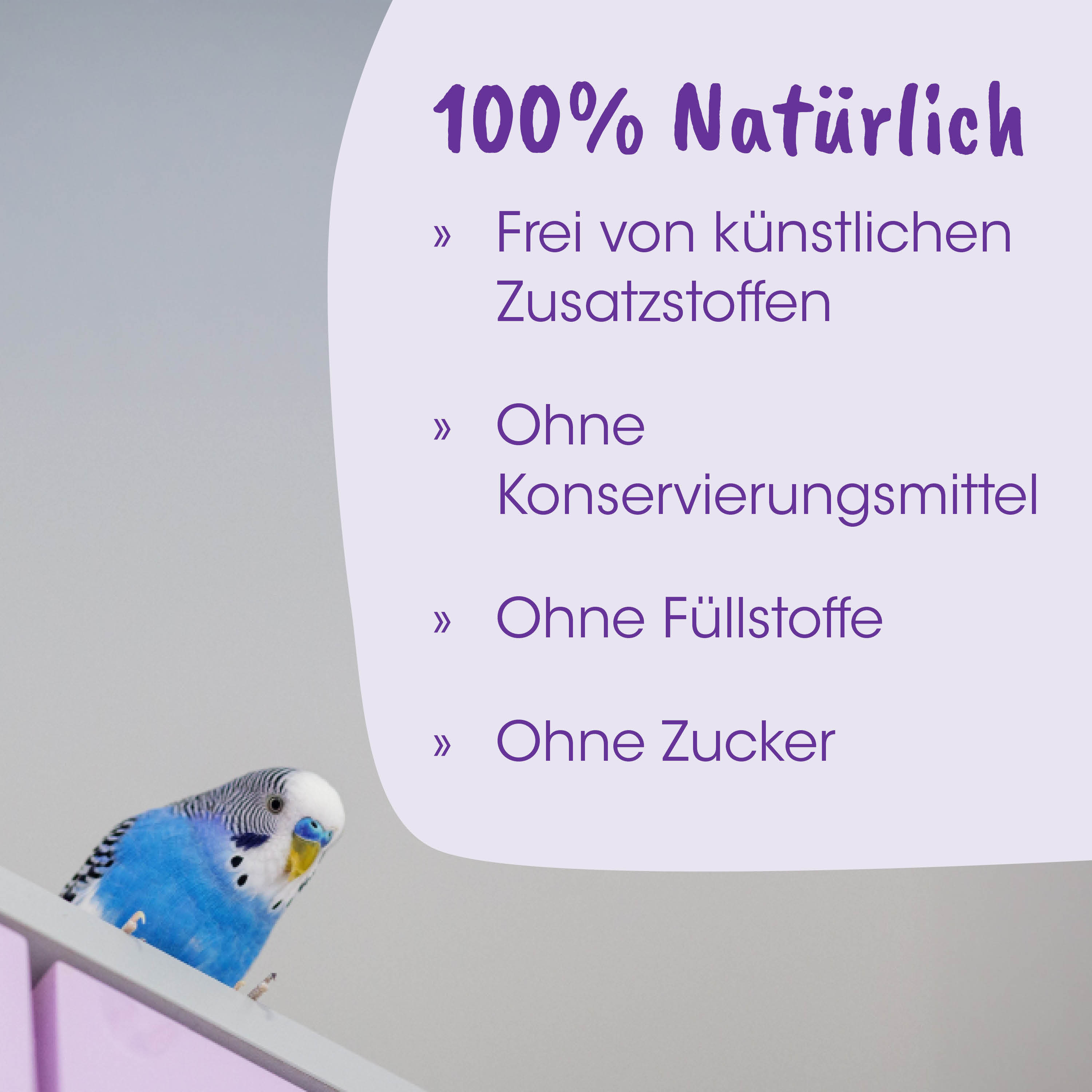 Papagei, Blaue Sittich, Wellensittich, Haustier-Vogel, Vogelkaffee