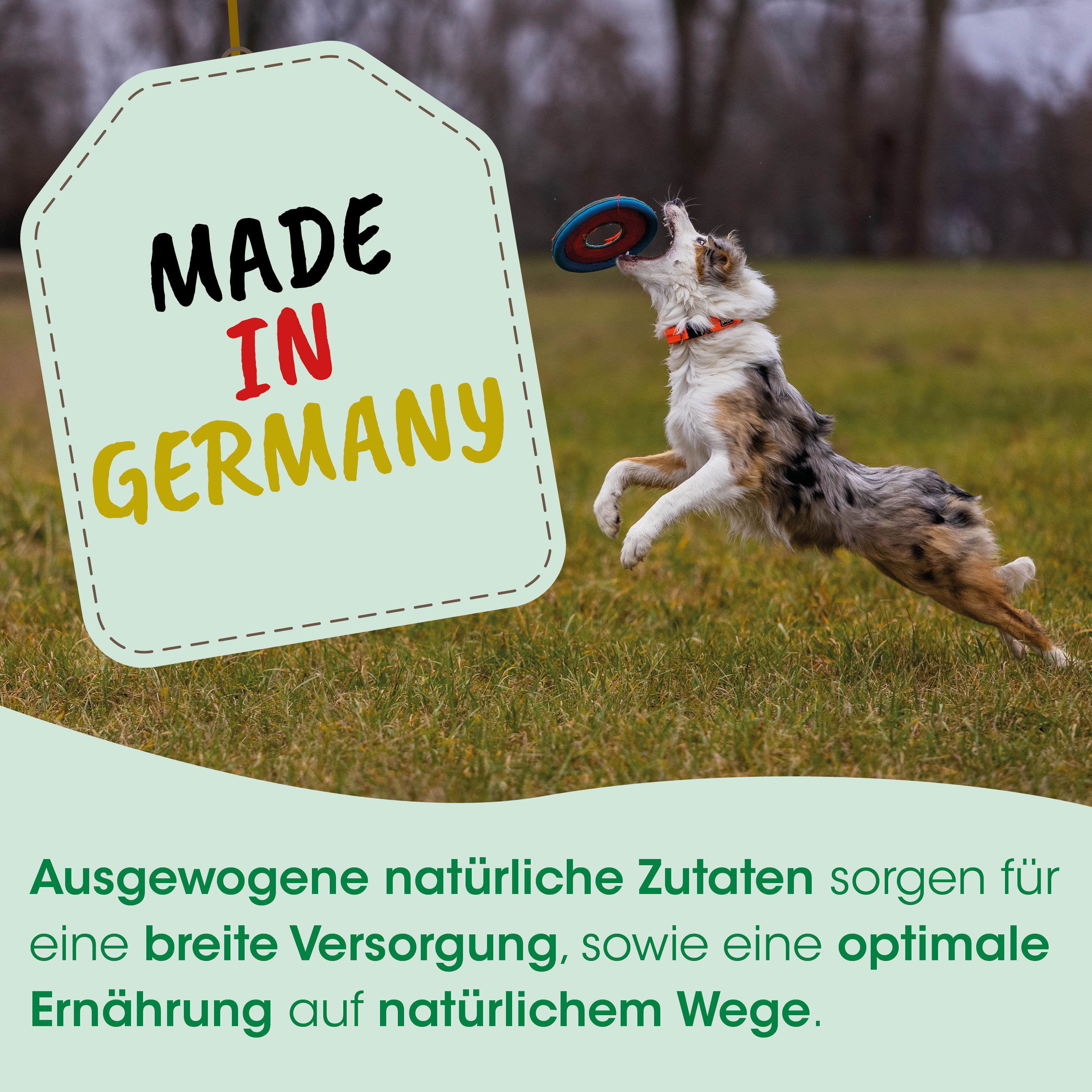 Hund, Frisbee, Hund, frisch, Grün